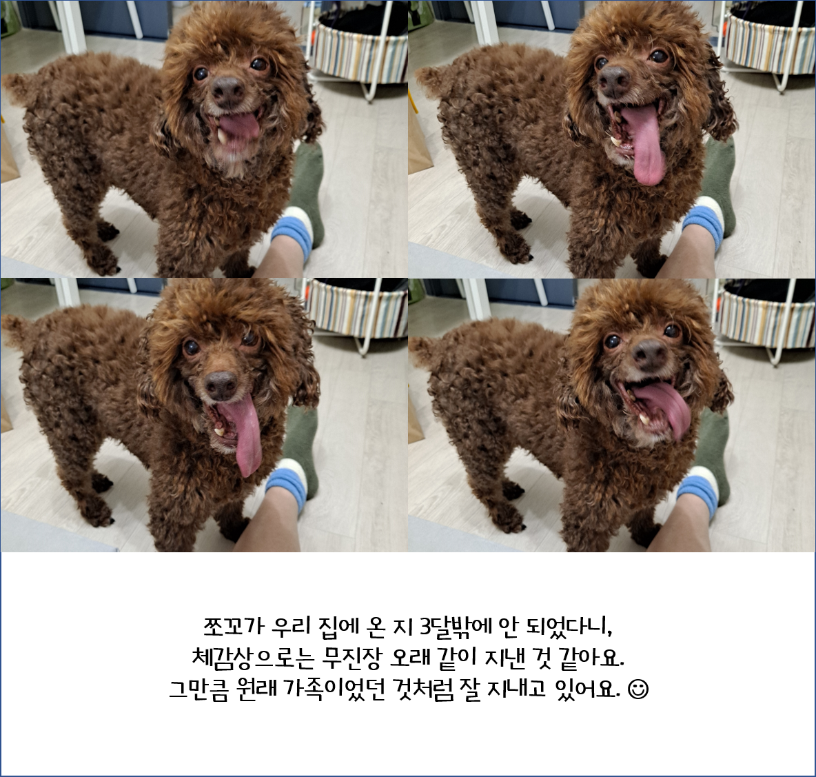 어리광쟁이 사랑둥이 쪼꼬와 함께 한 3달