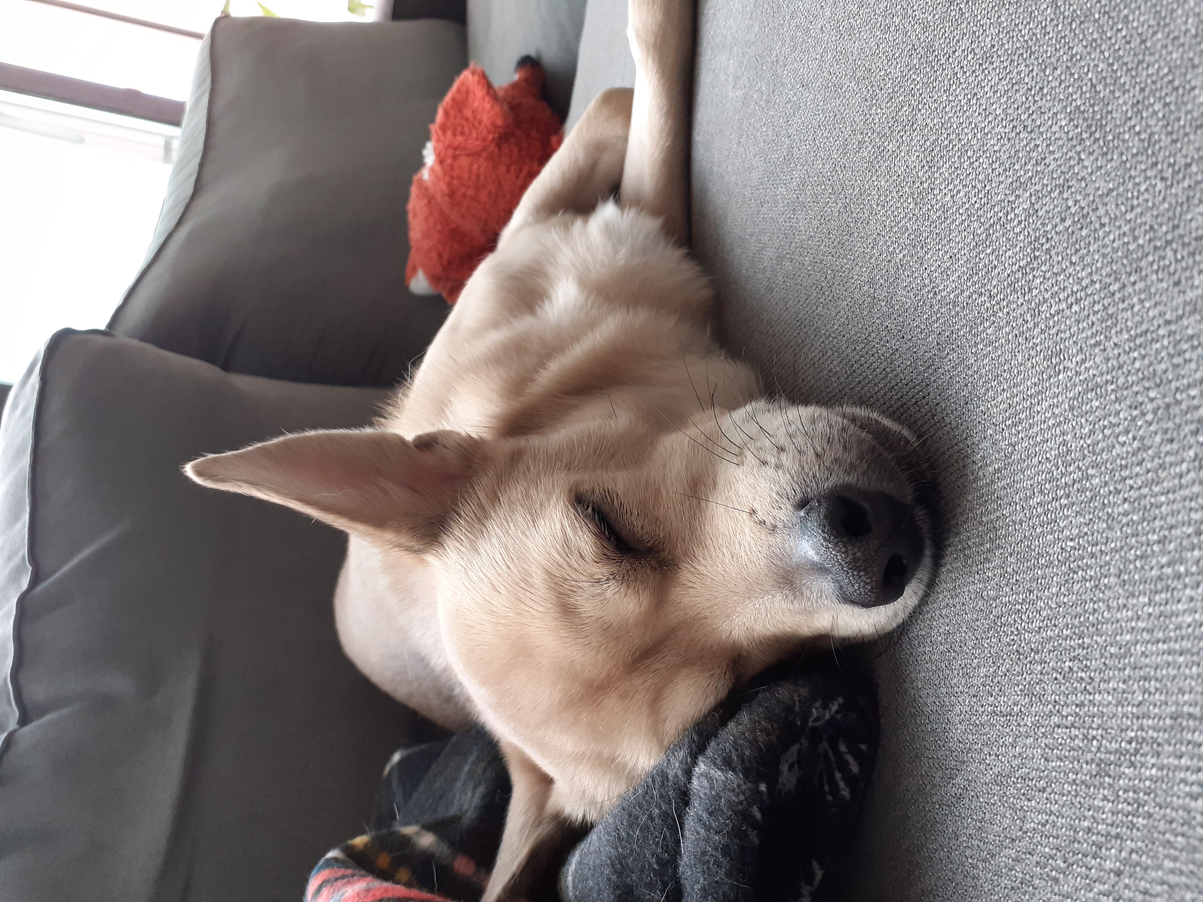 보리(하이네 태희)가 새해 인사 드려요~