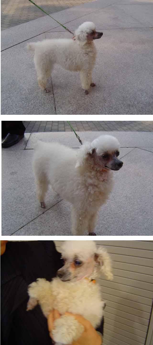 어린 푸들이 방울이