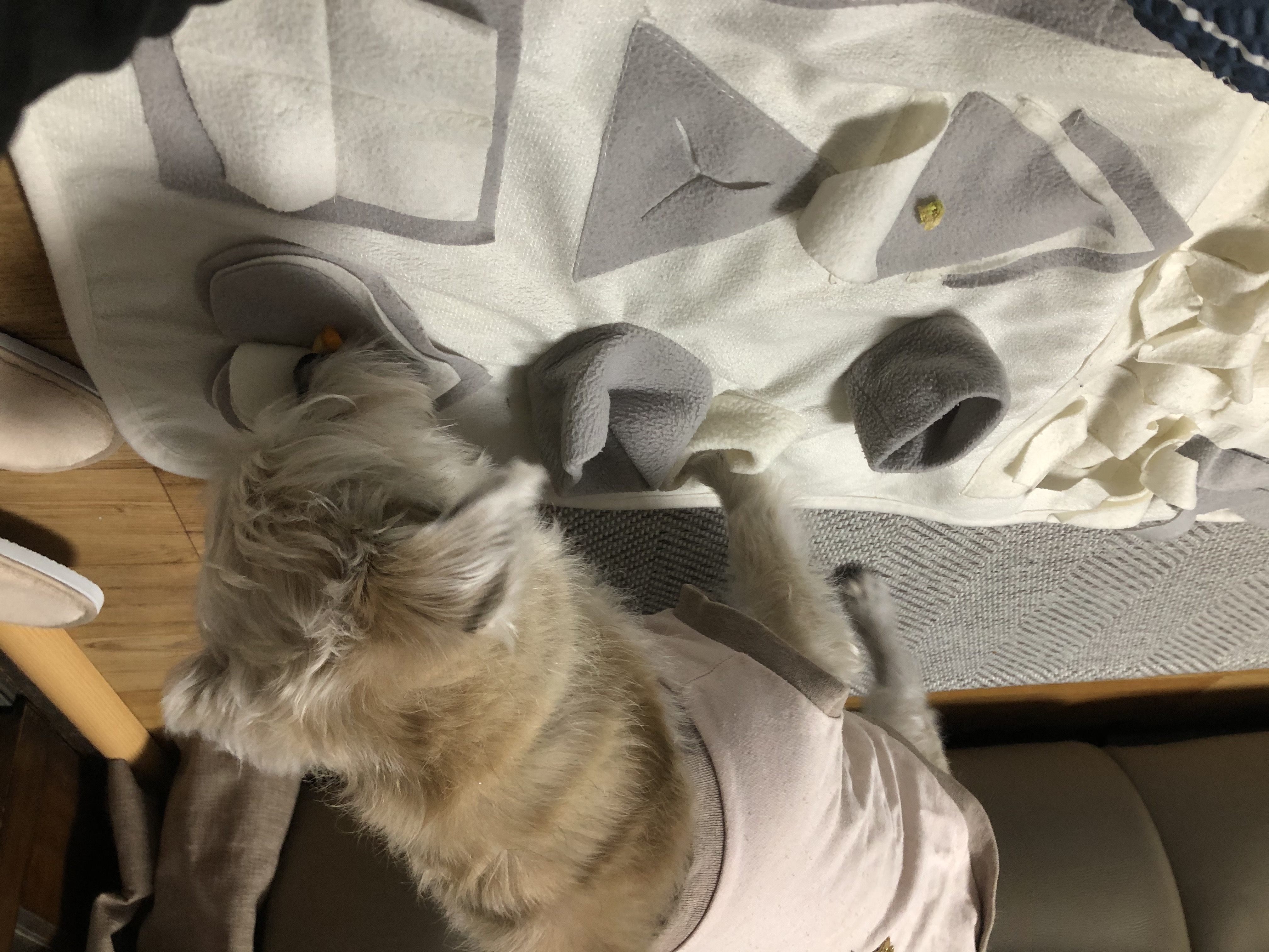 진이(前바비) 일주일 차 소식입니다. ^0^ 