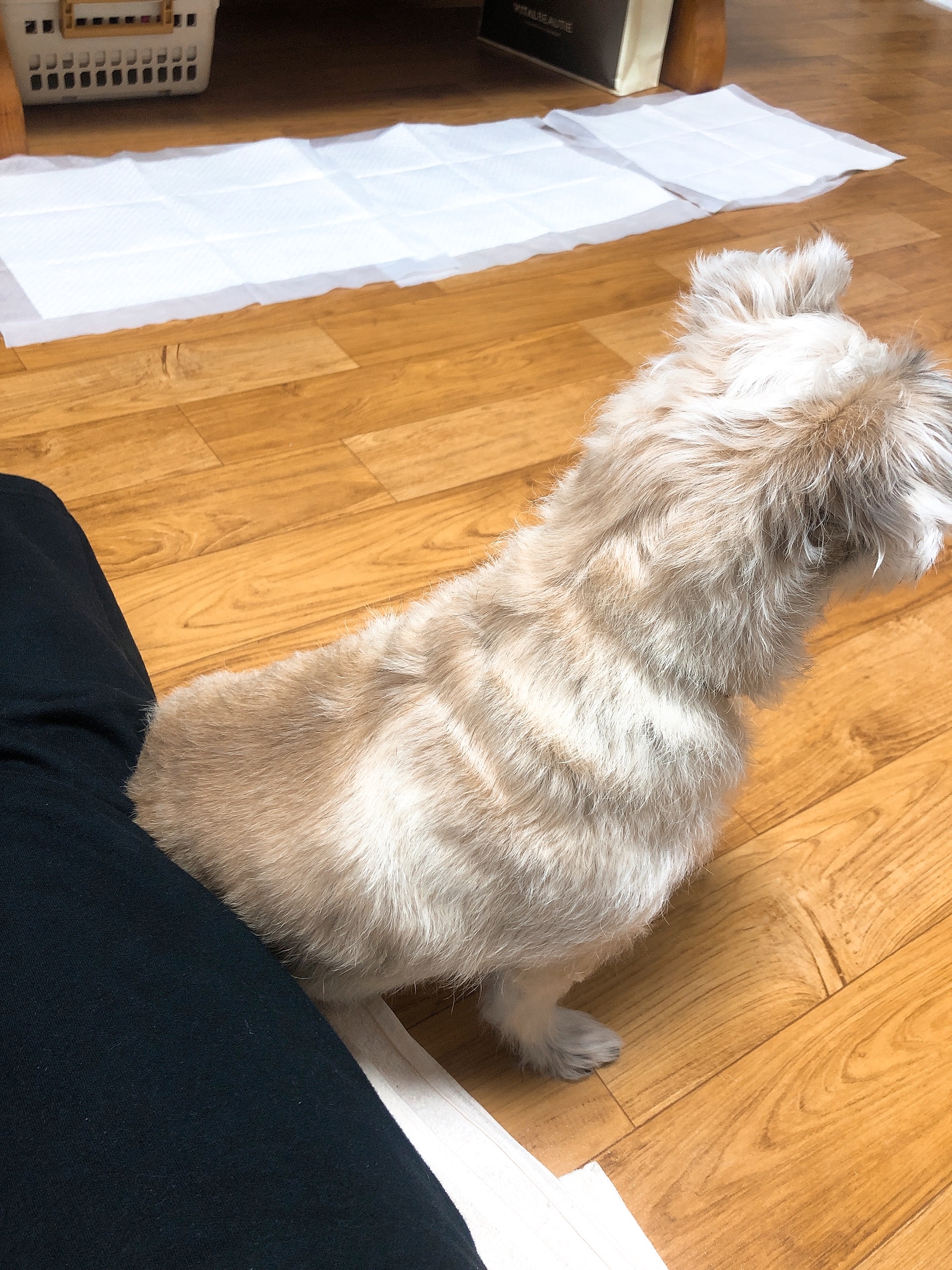 진이(前바비) 일주일 차 소식입니다. ^0^ 