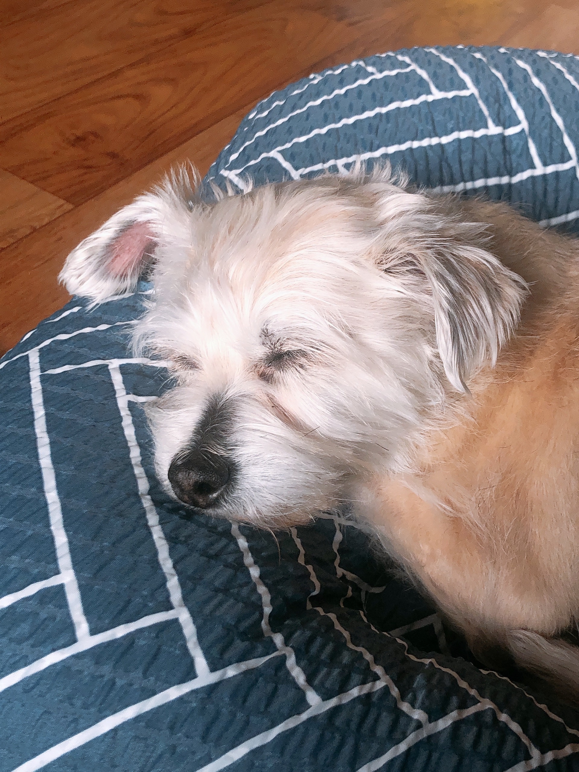 진이(前바비) 일주일 차 소식입니다. ^0^ 