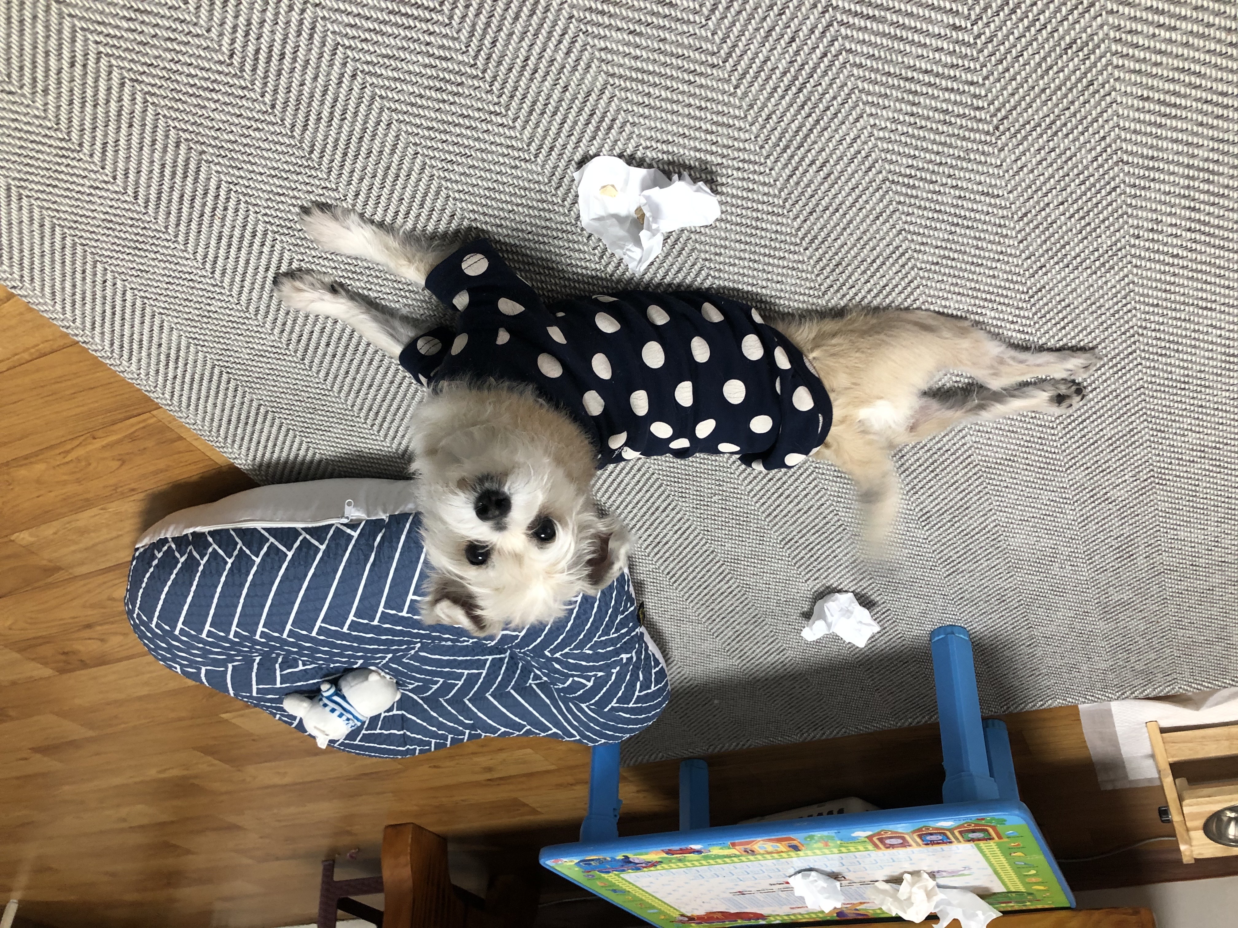 진이(前바비) 일주일 차 소식입니다. ^0^ 