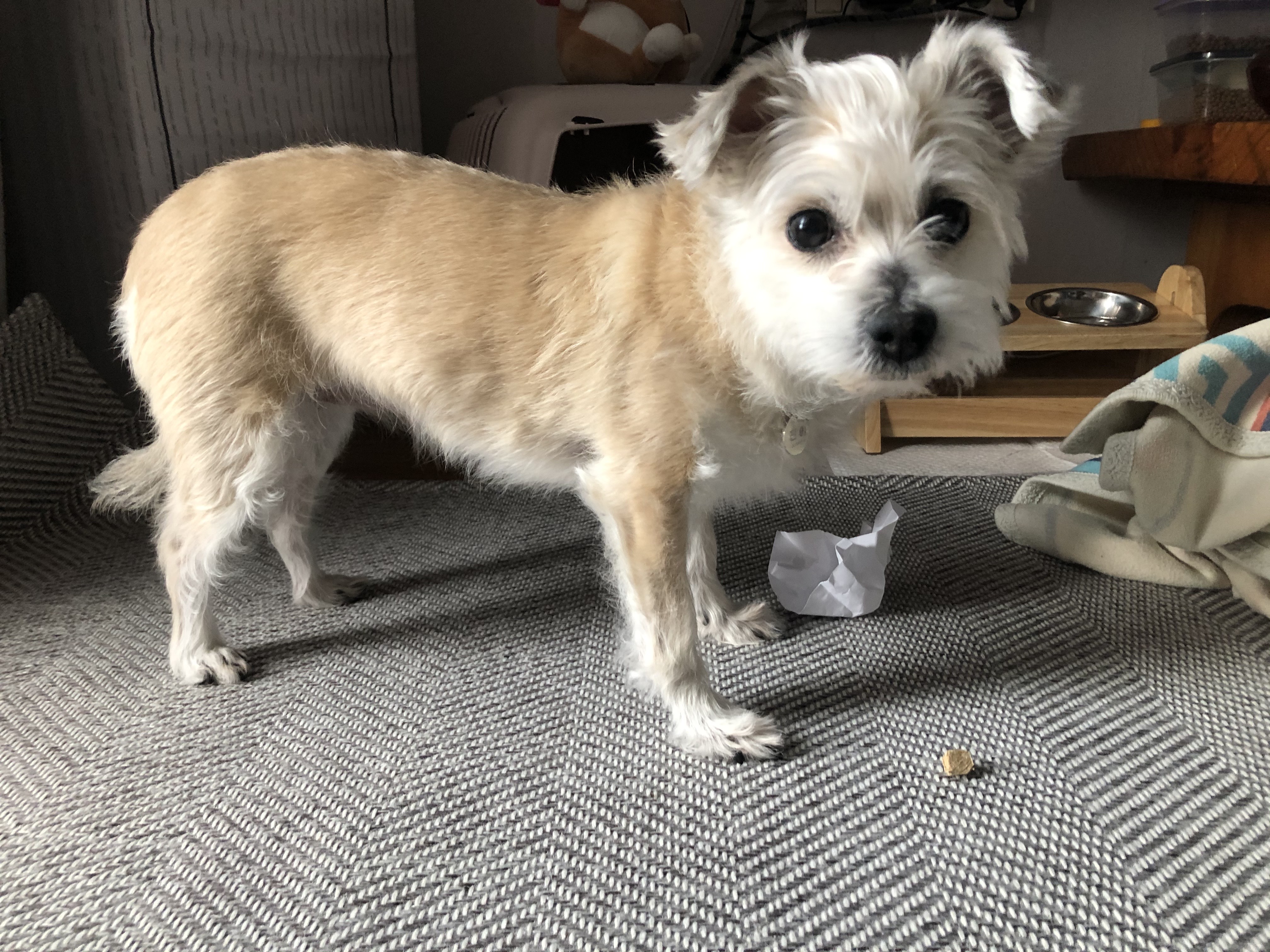 진이(前바비) 일주일 차 소식입니다. ^0^ 