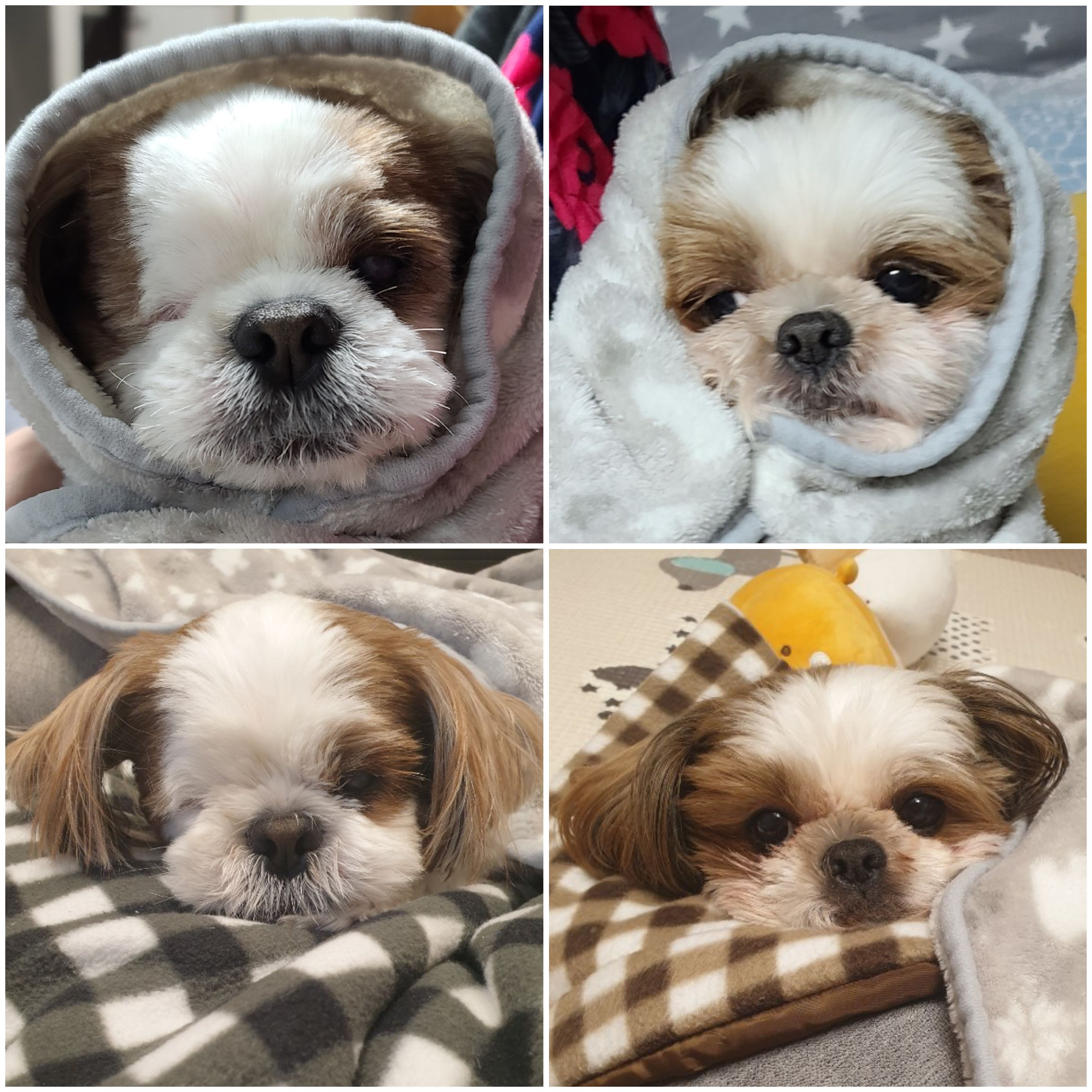 샘이와복민이 1년간의 추억