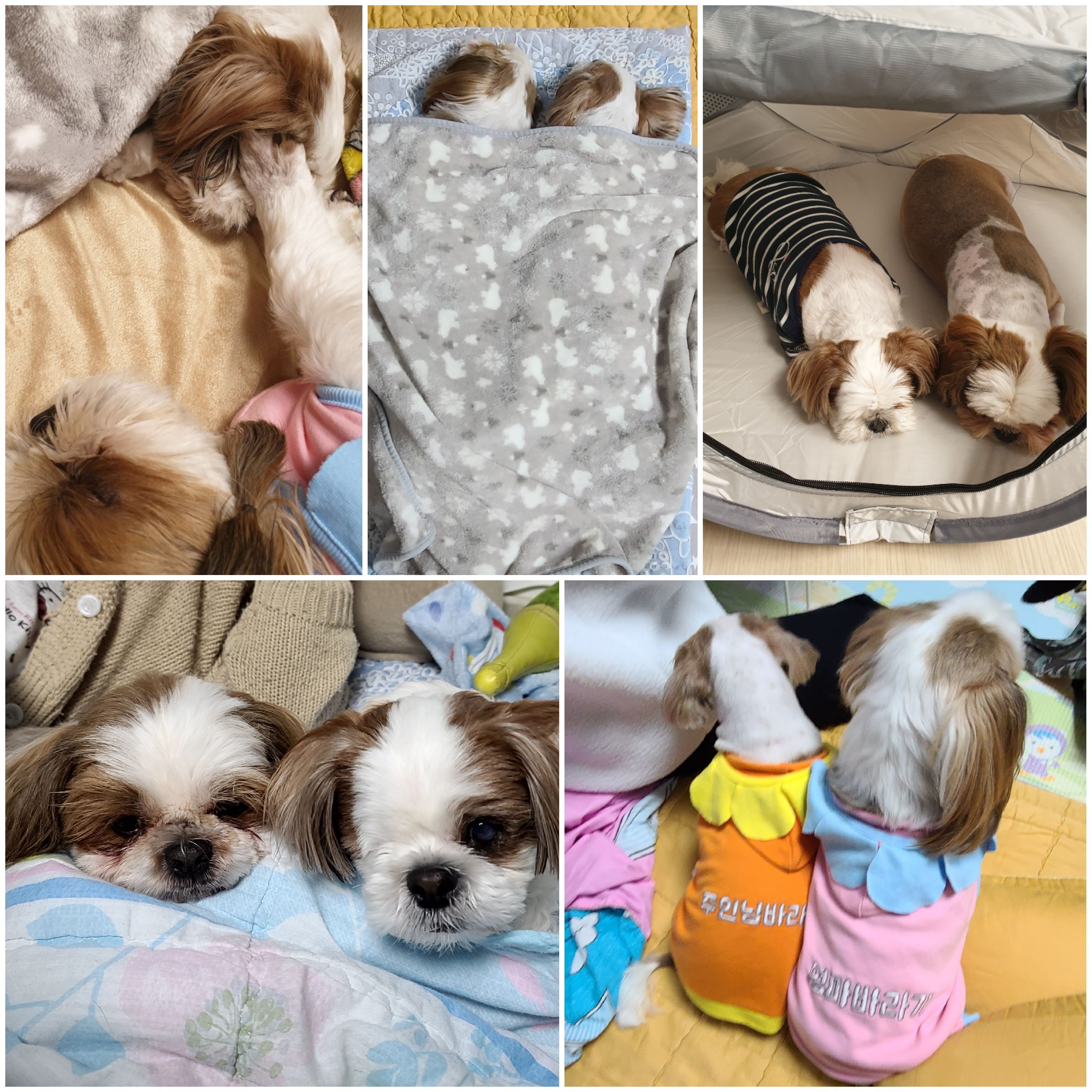 샘이와복민이 1년간의 추억