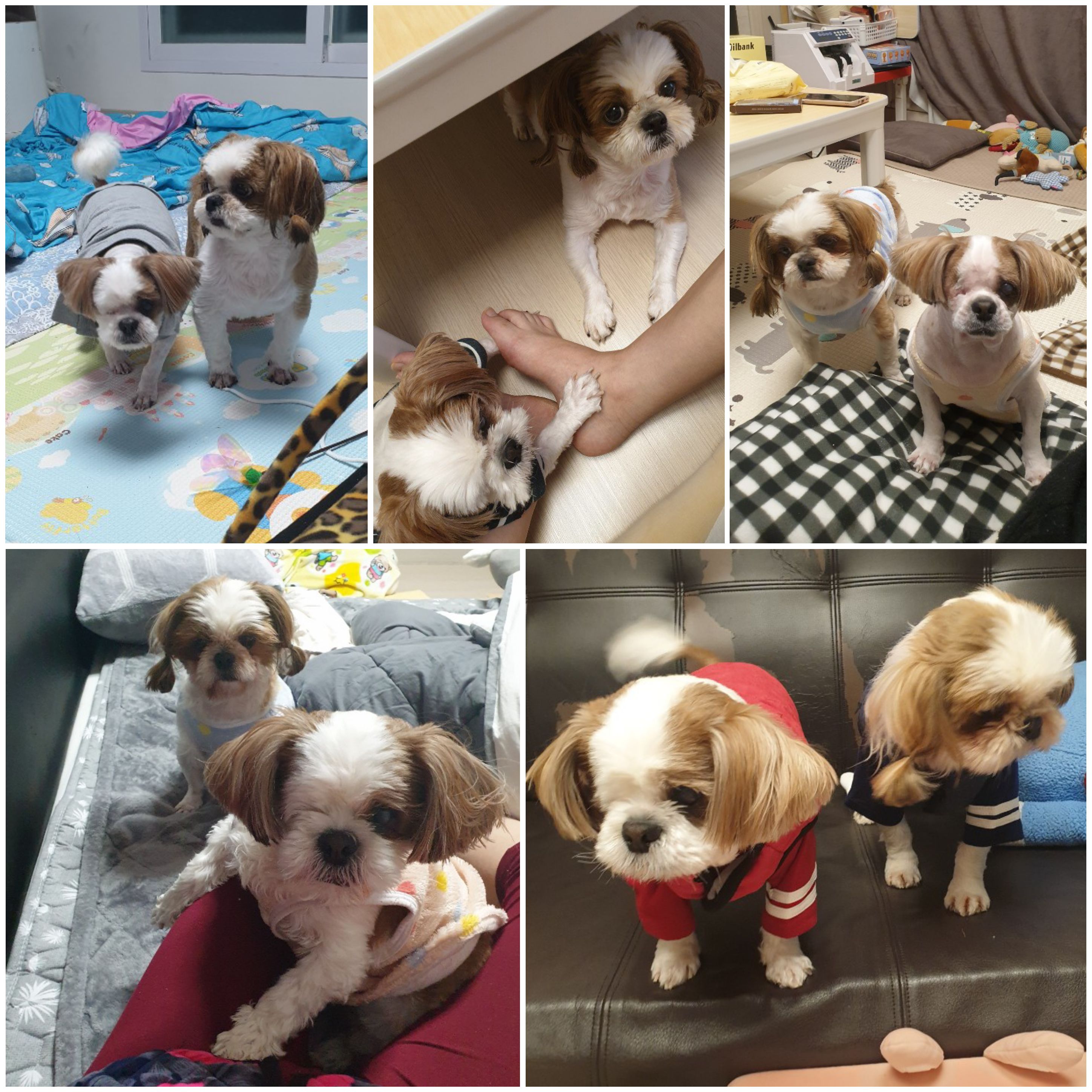 샘이와복민이 1년간의 추억