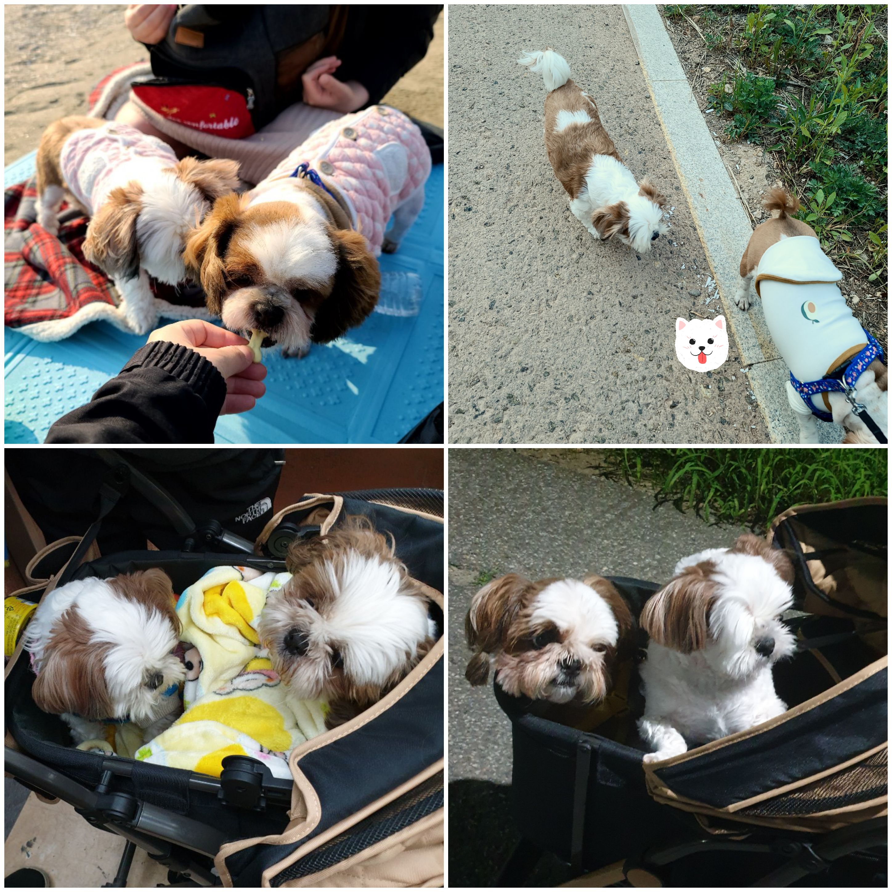 샘이와복민이 1년간의 추억