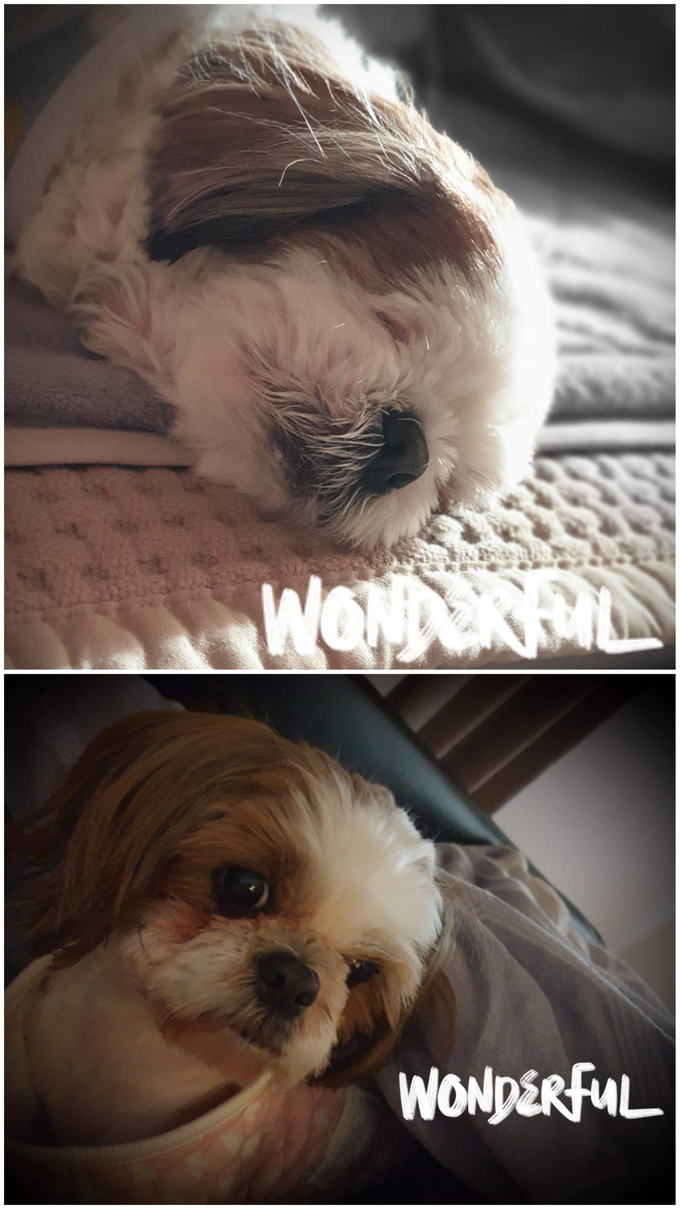 샘이와복민이 1년간의 추억