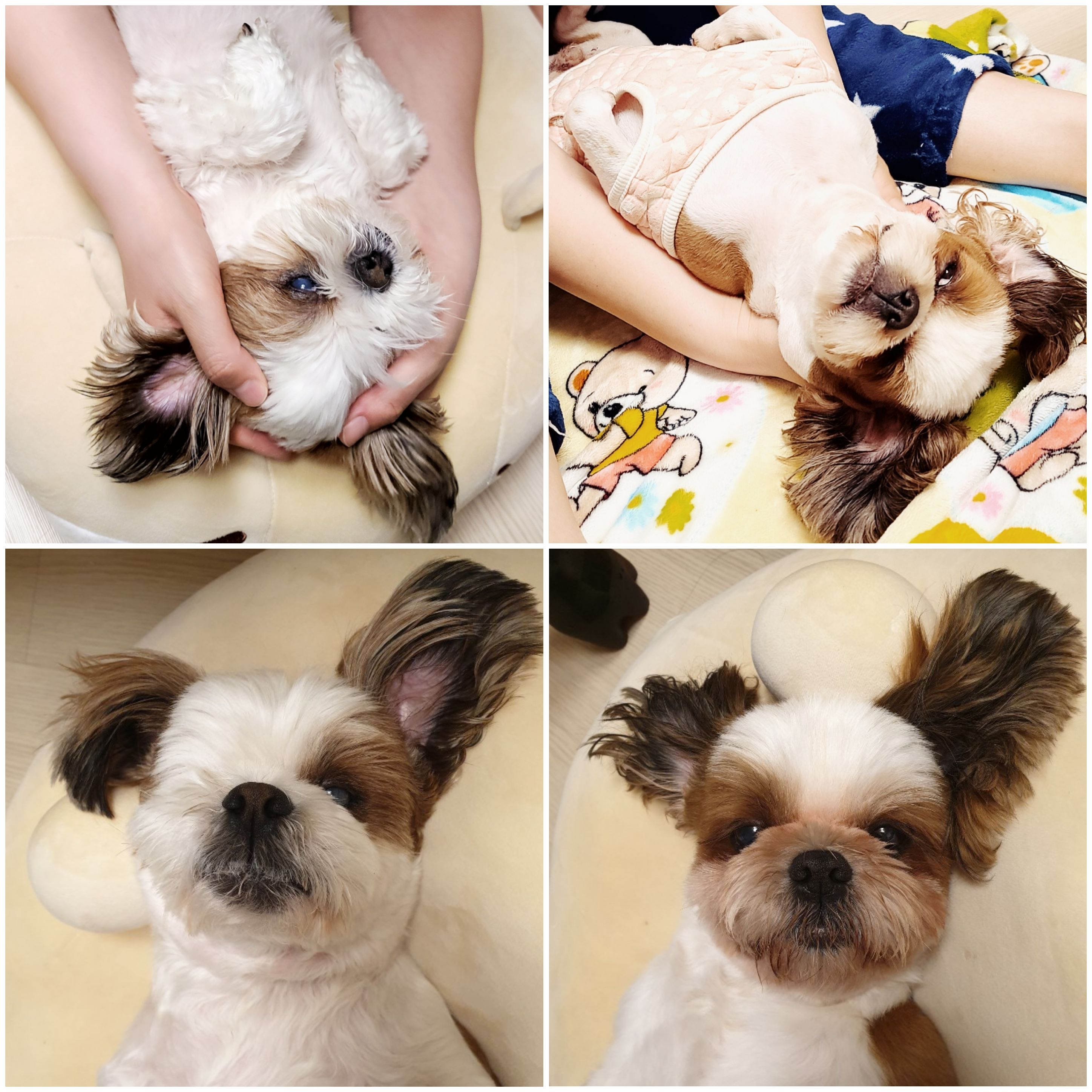 샘이와복민이 1년간의 추억