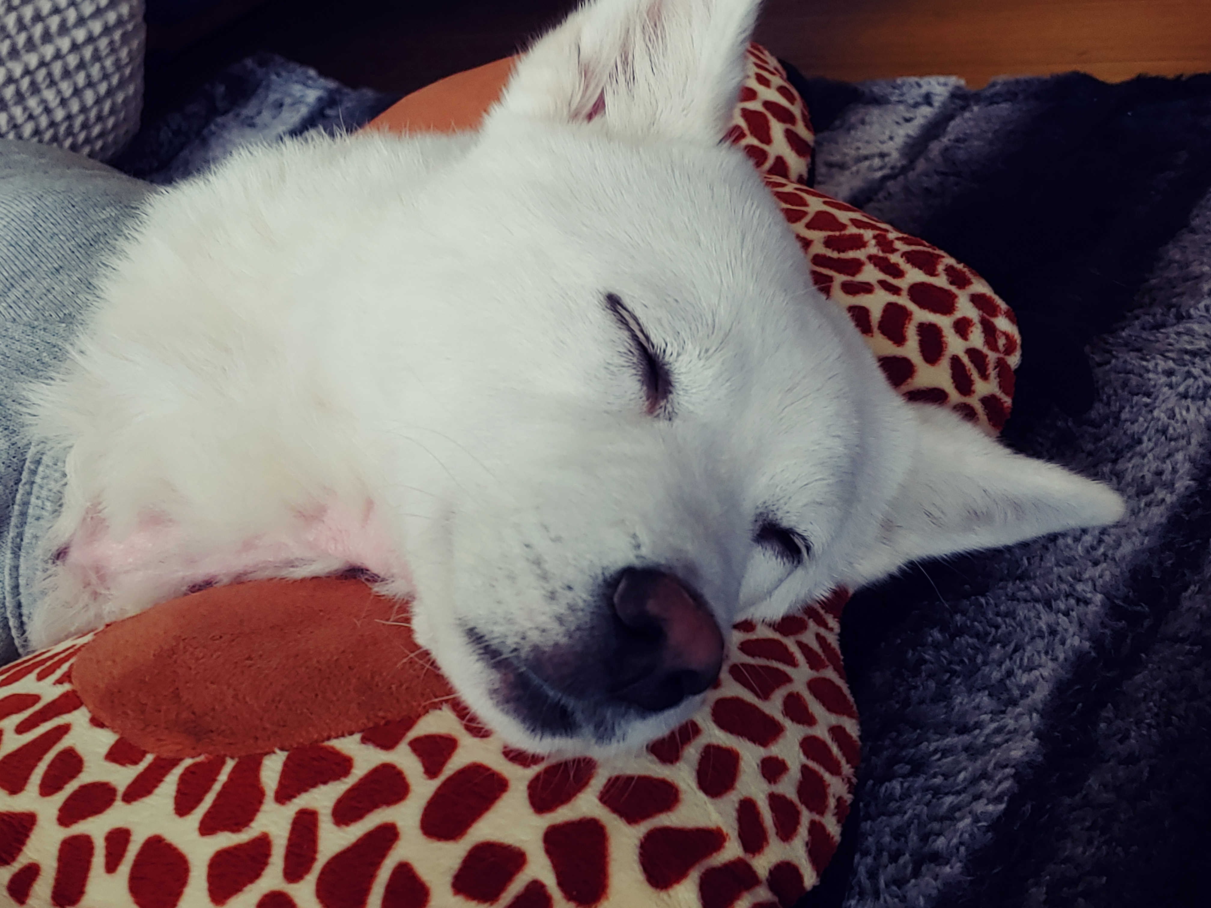 구름이와의 한달