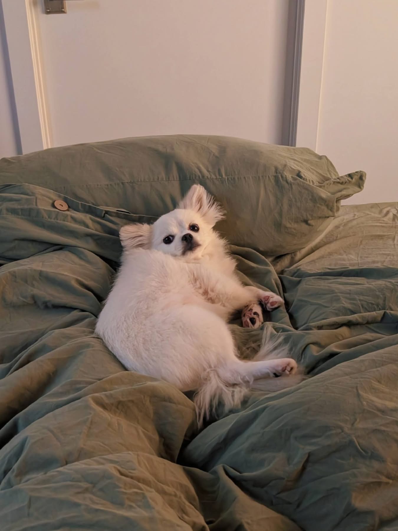 [해외 입양] 캐나다 토론토에서 전해온 '뽀눈이' 소식💌