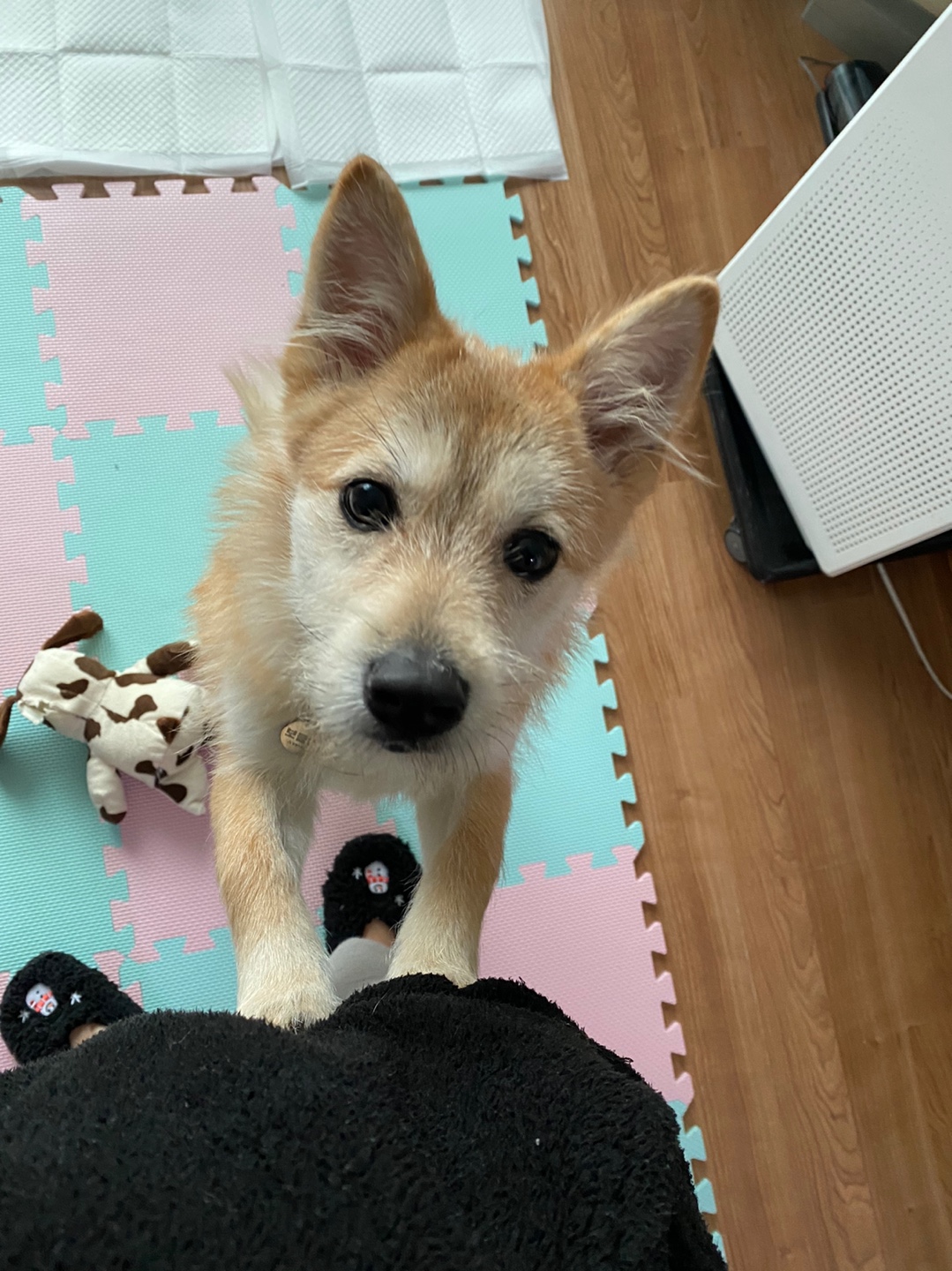 보들이(순애)와 일주일 차 소식