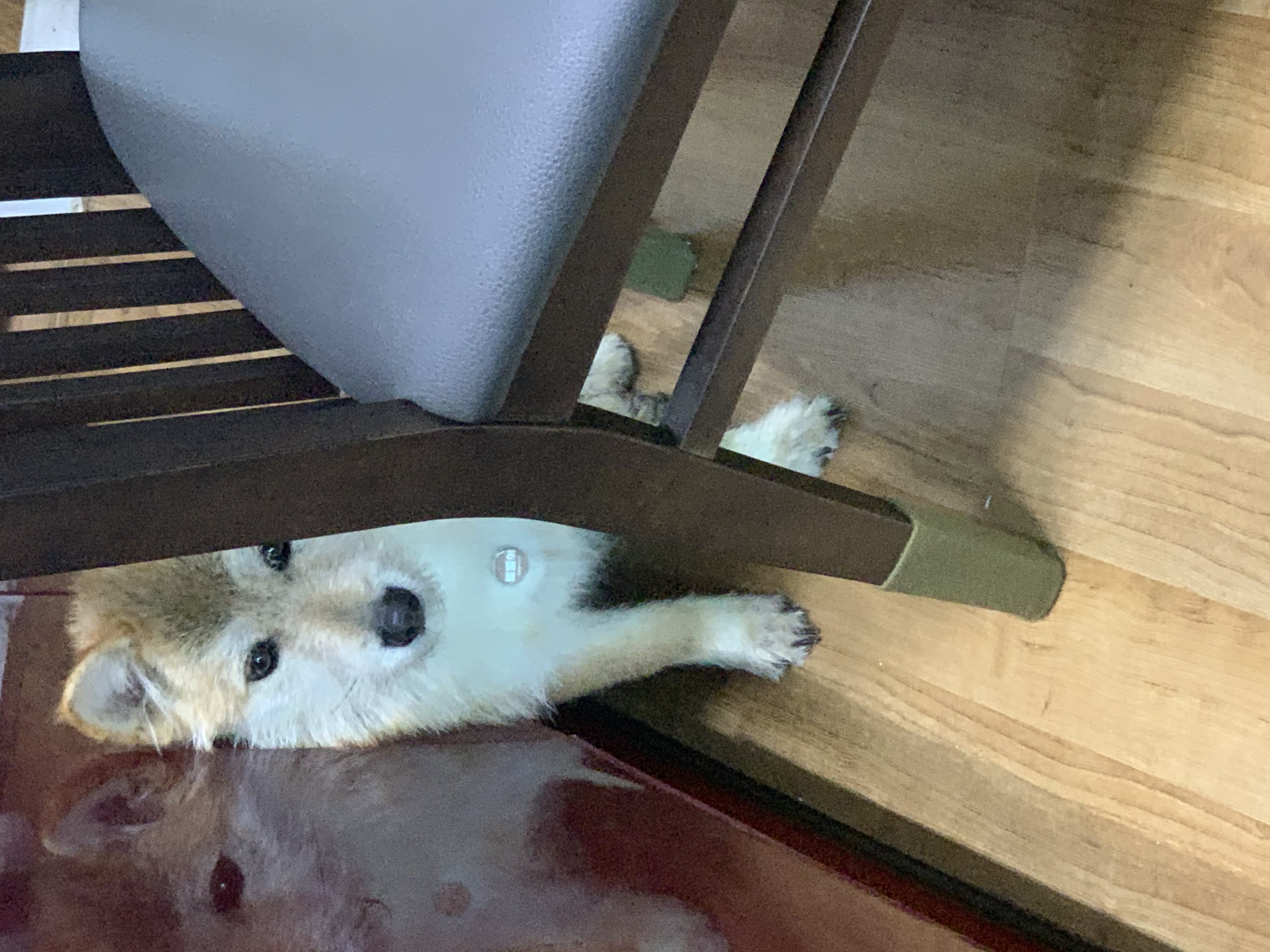 보들이(순애)와 일주일 차 소식