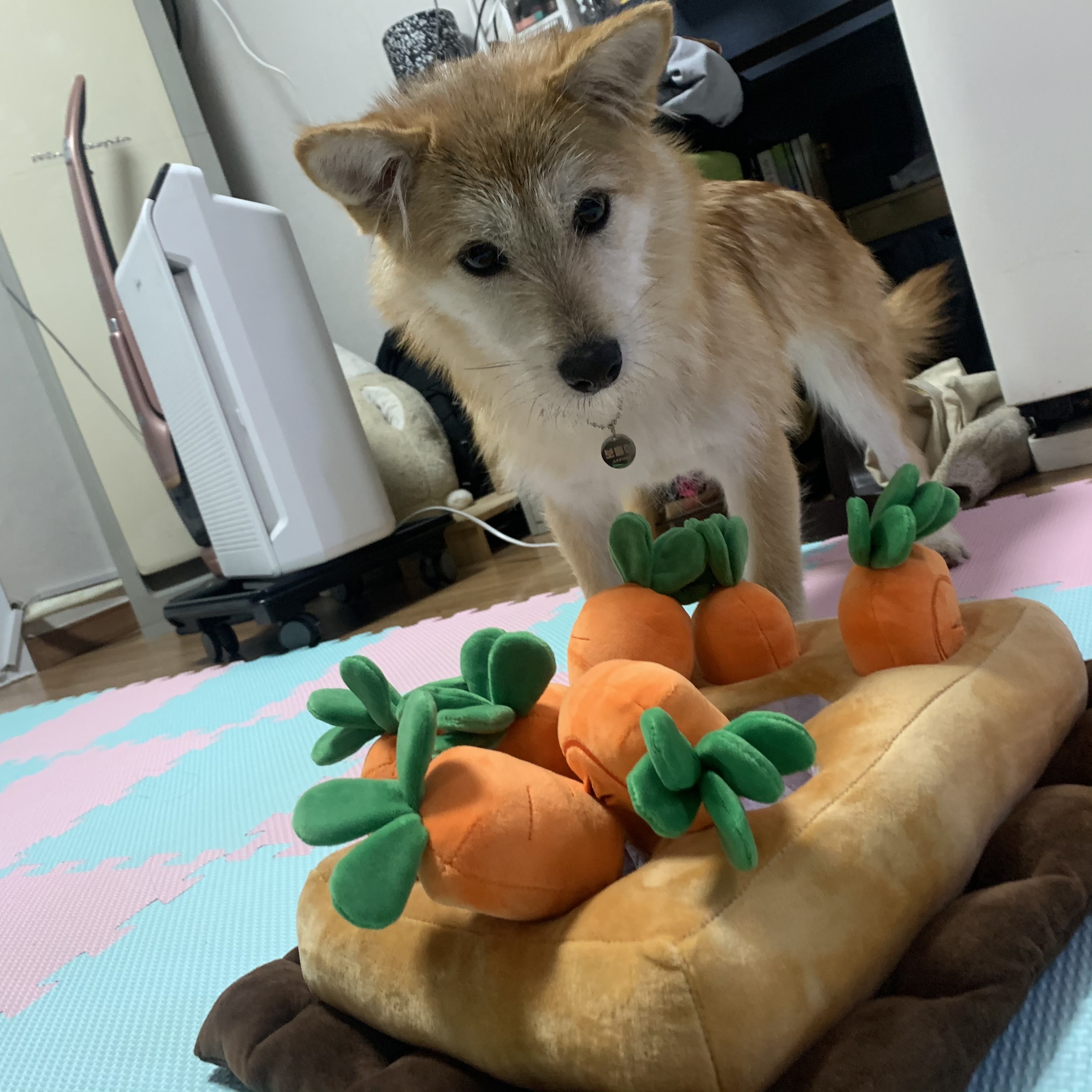 보들이(순애)와 일주일 차 소식