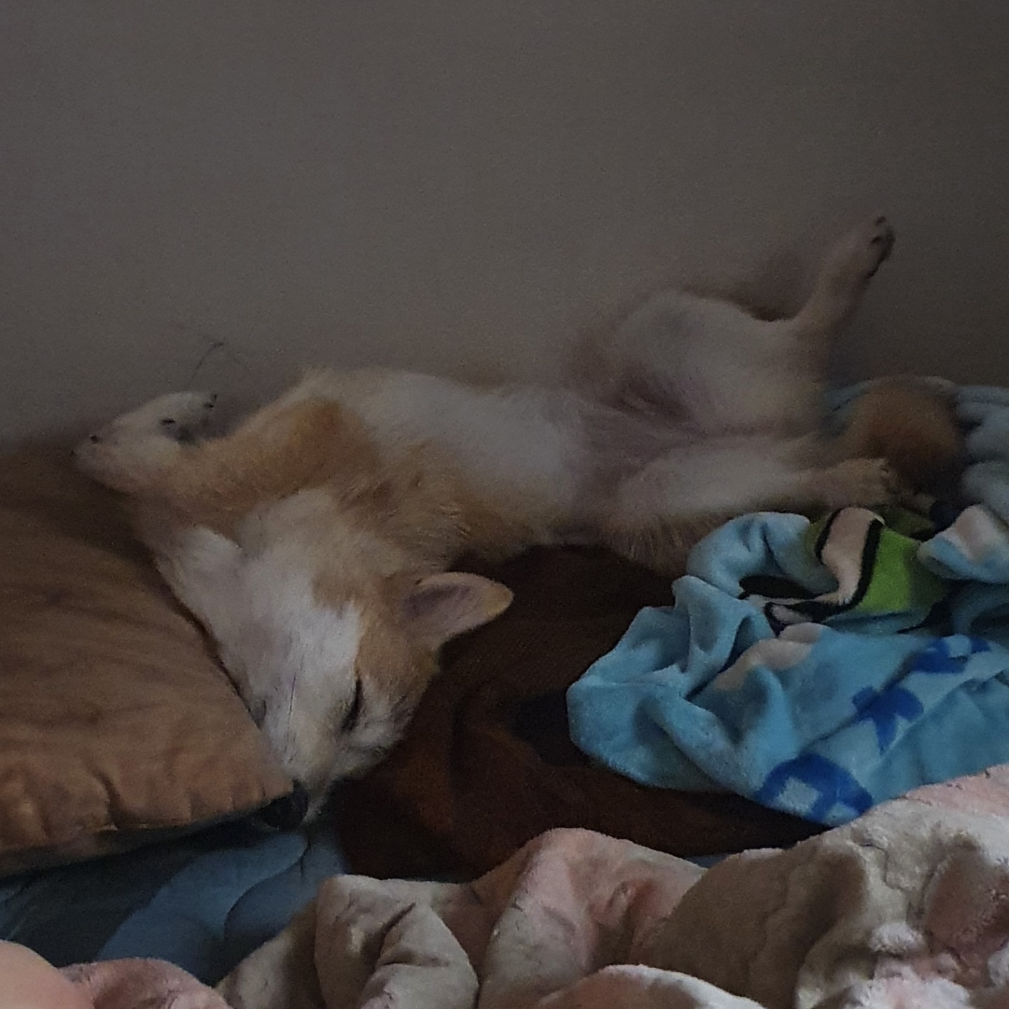 보들이(순애)와 일주일 차 소식