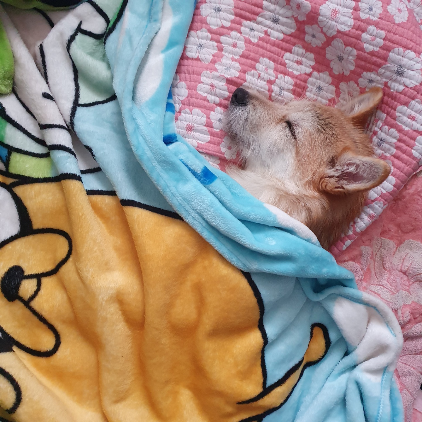 보들이(순애)와 일주일 차 소식