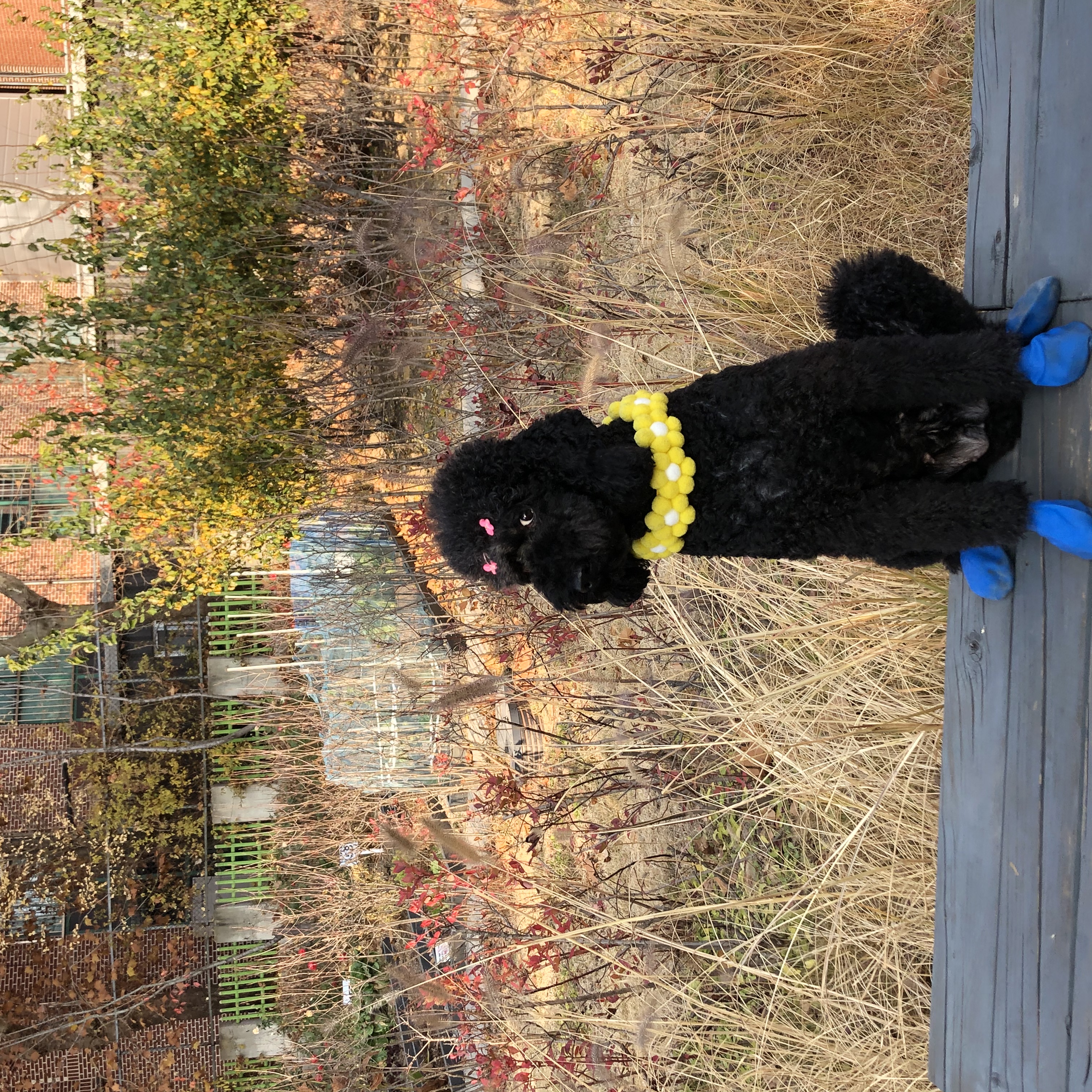 고양 불법번식장 구조 헤라 임보이야기