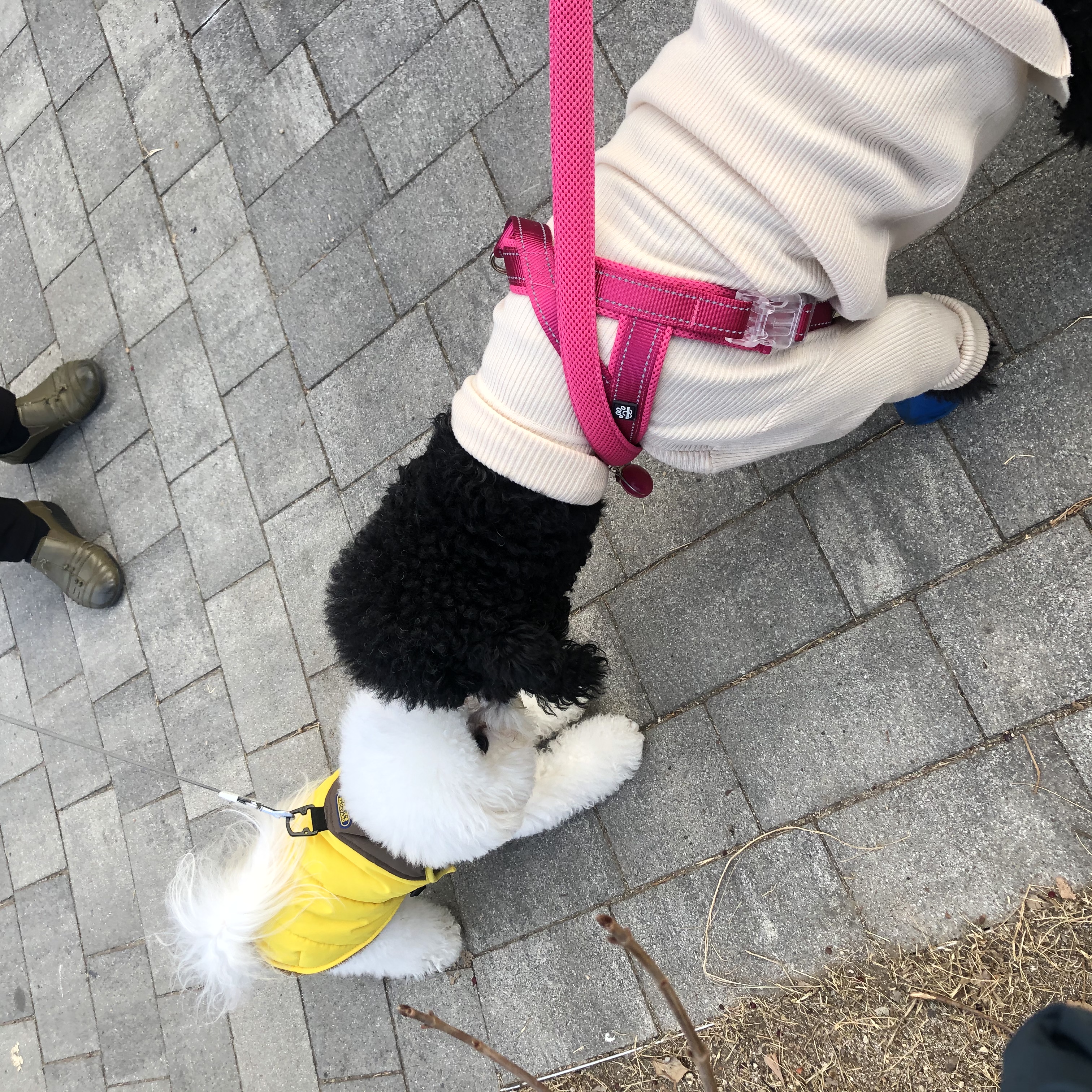 고양 불법번식장 구조 헤라 임보이야기