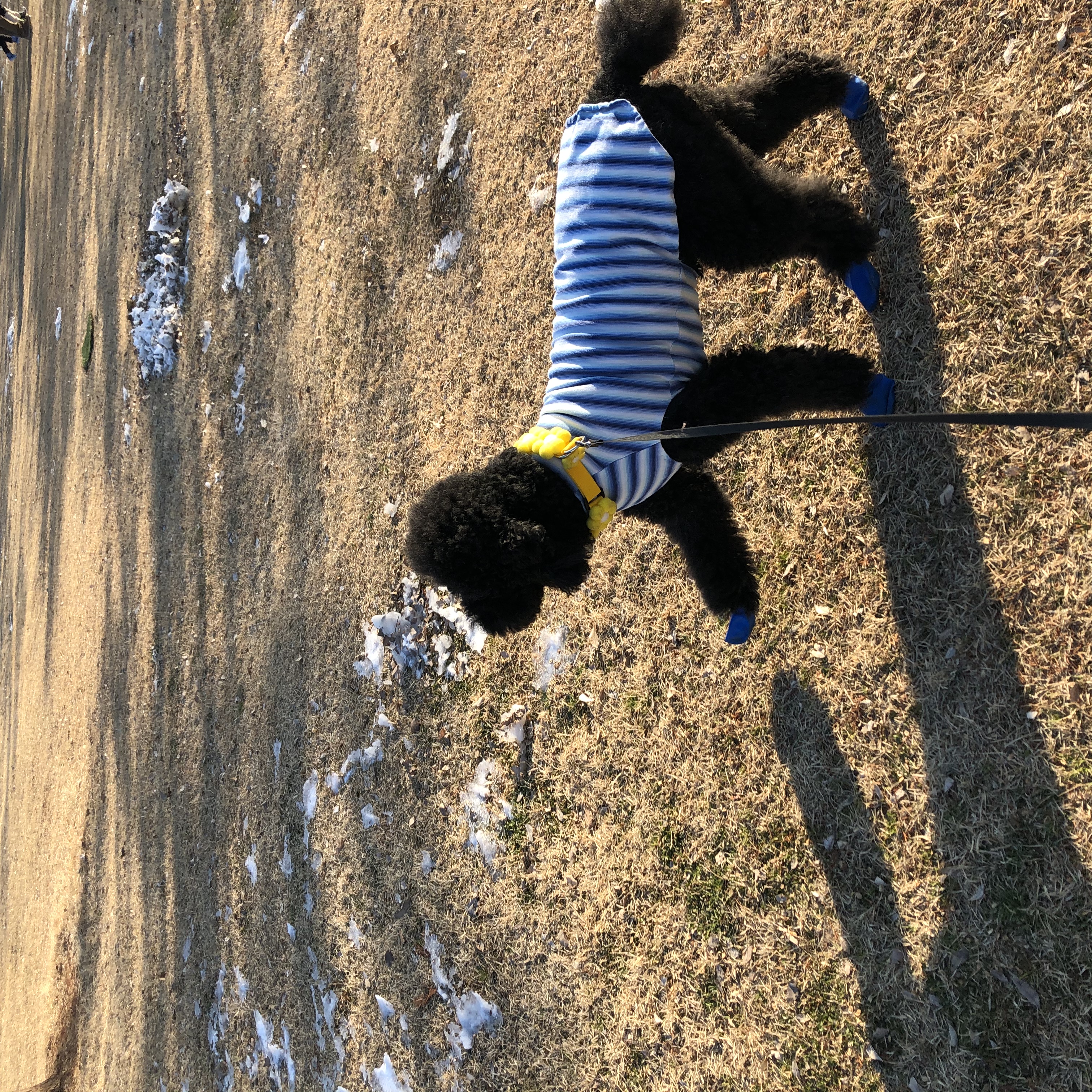 고양 불법번식장 구조 헤라 임보이야기