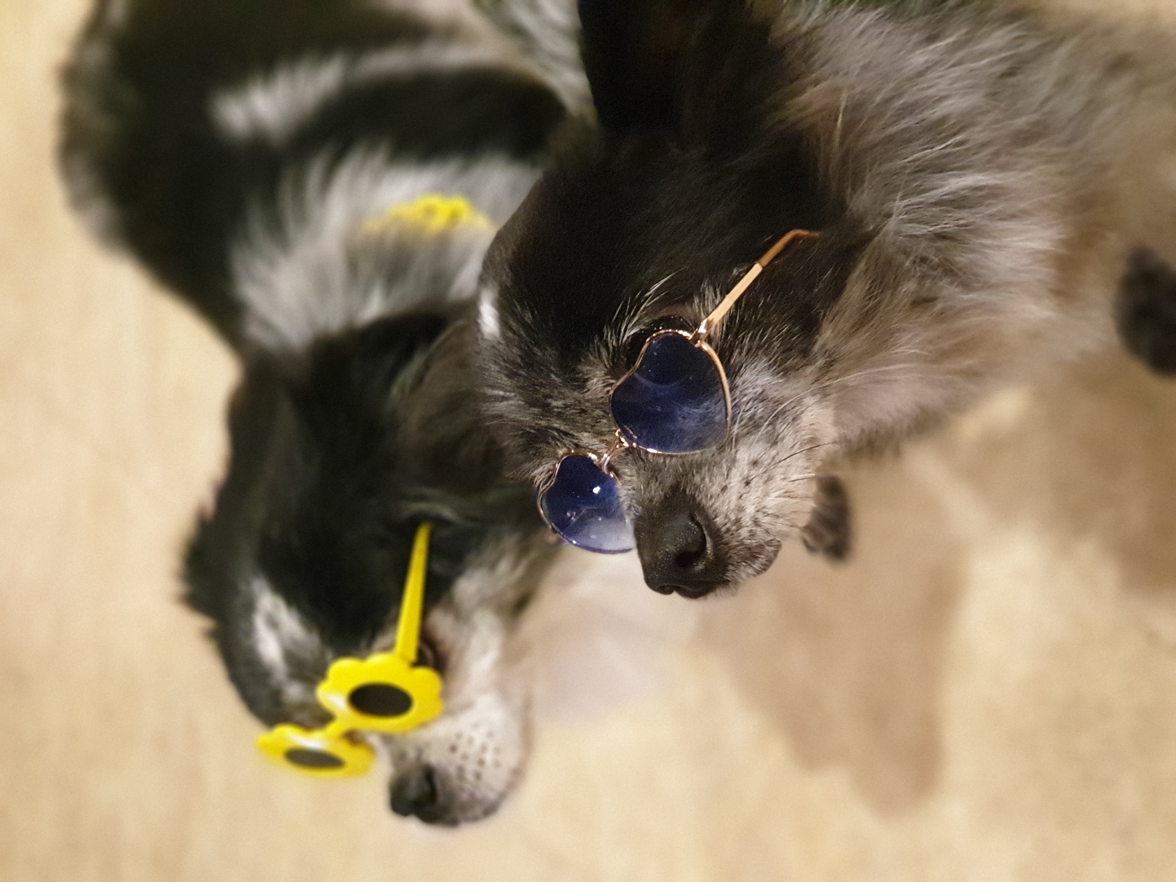 순남씨 입양 2주년