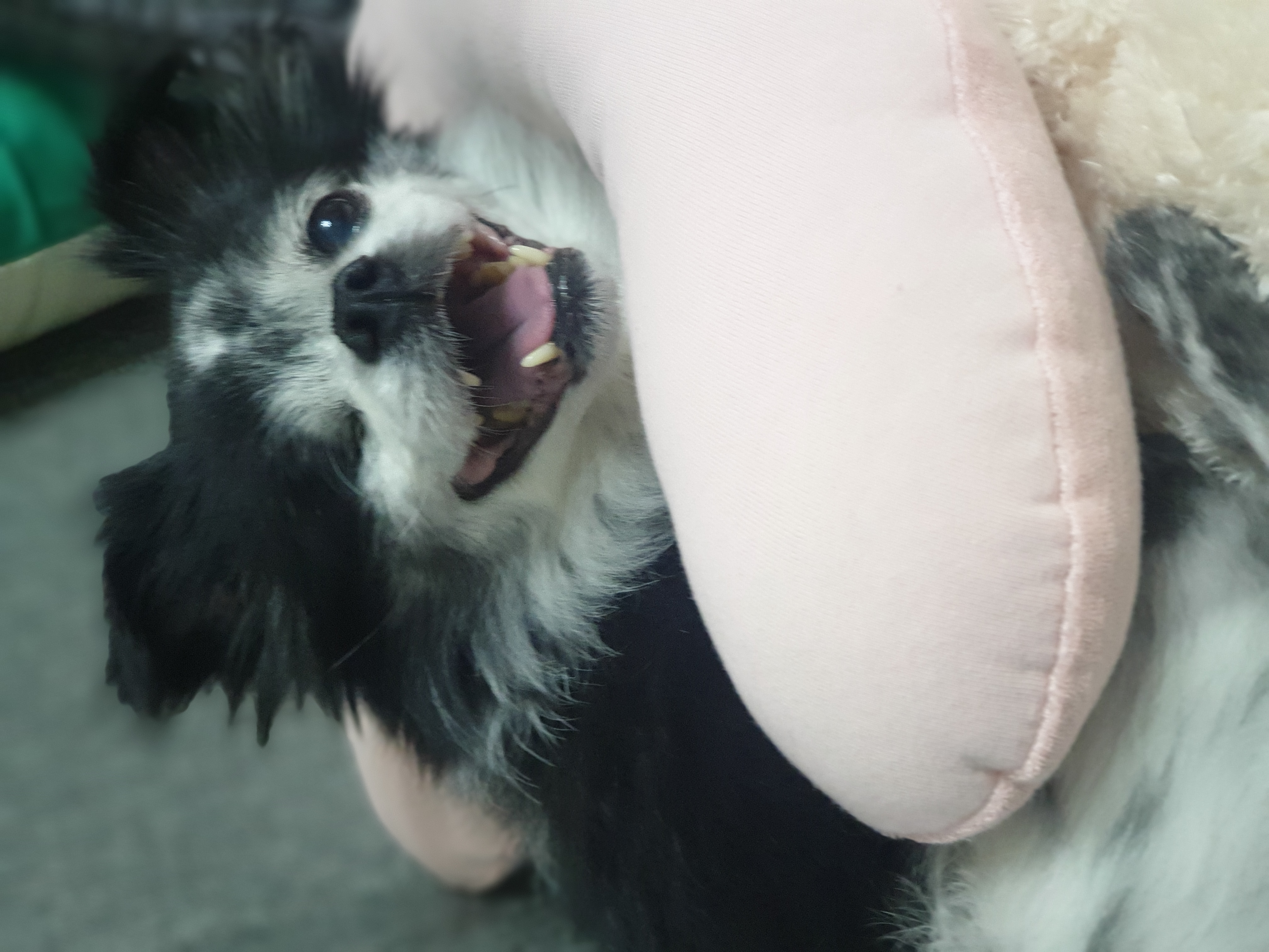 순남씨 입양 2주년