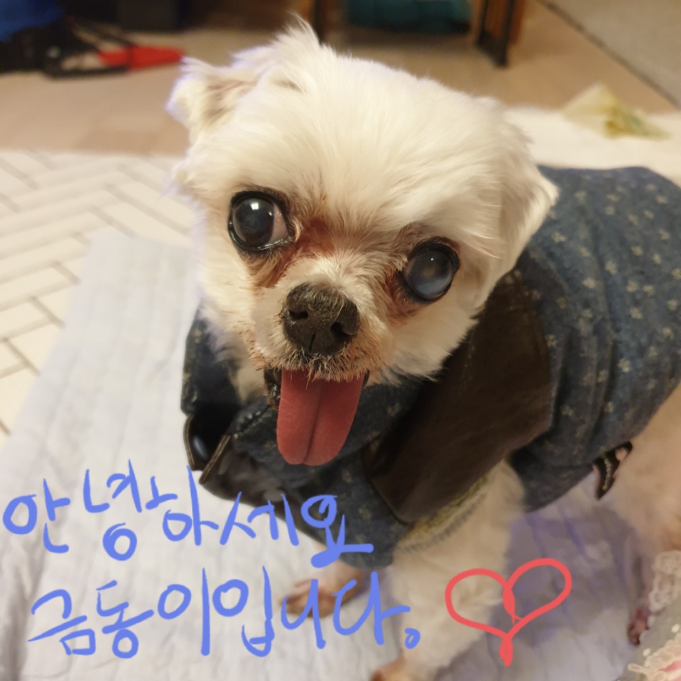 씩씩한 금동이 임시보호 일주차소식(시흥불법번식장 구조견)