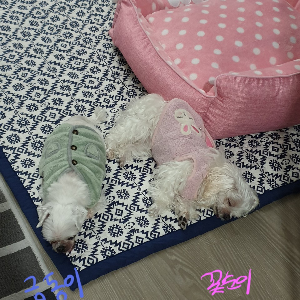 씩씩한 금동이 임시보호 일주차소식(시흥불법번식장 구조견)