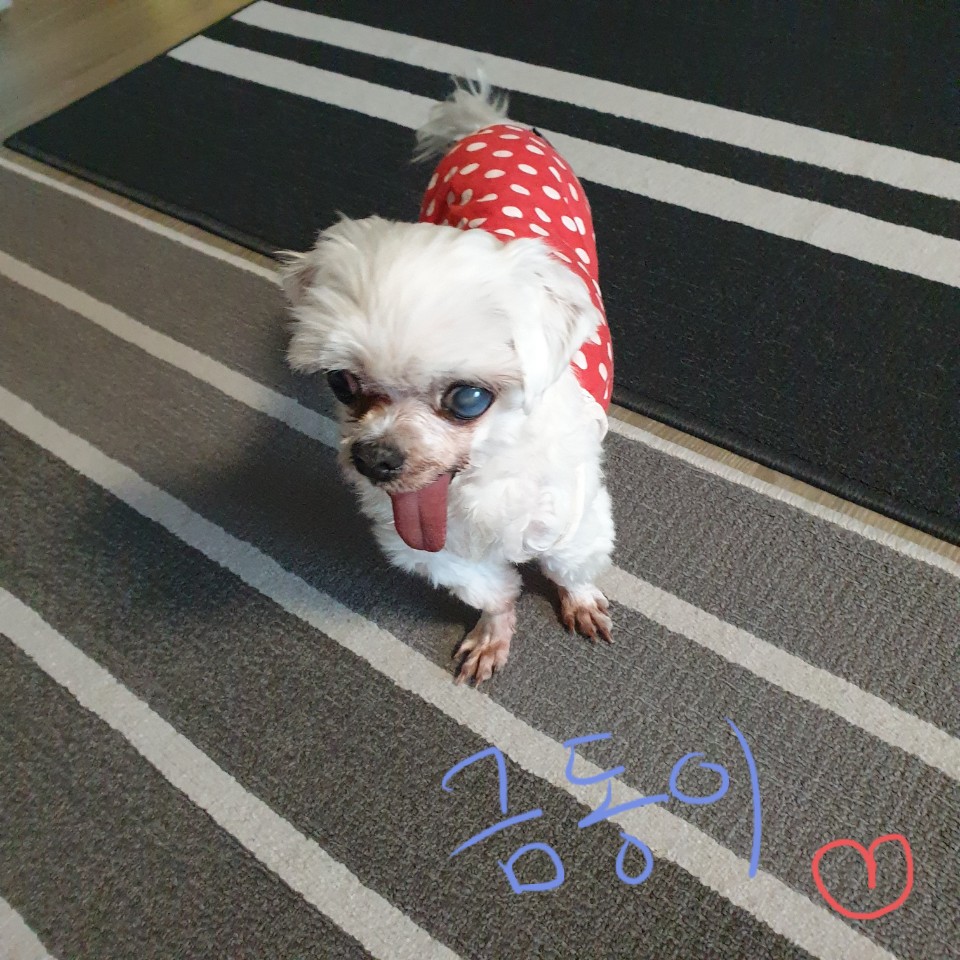 씩씩한 금동이 임시보호 일주차소식(시흥불법번식장 구조견)