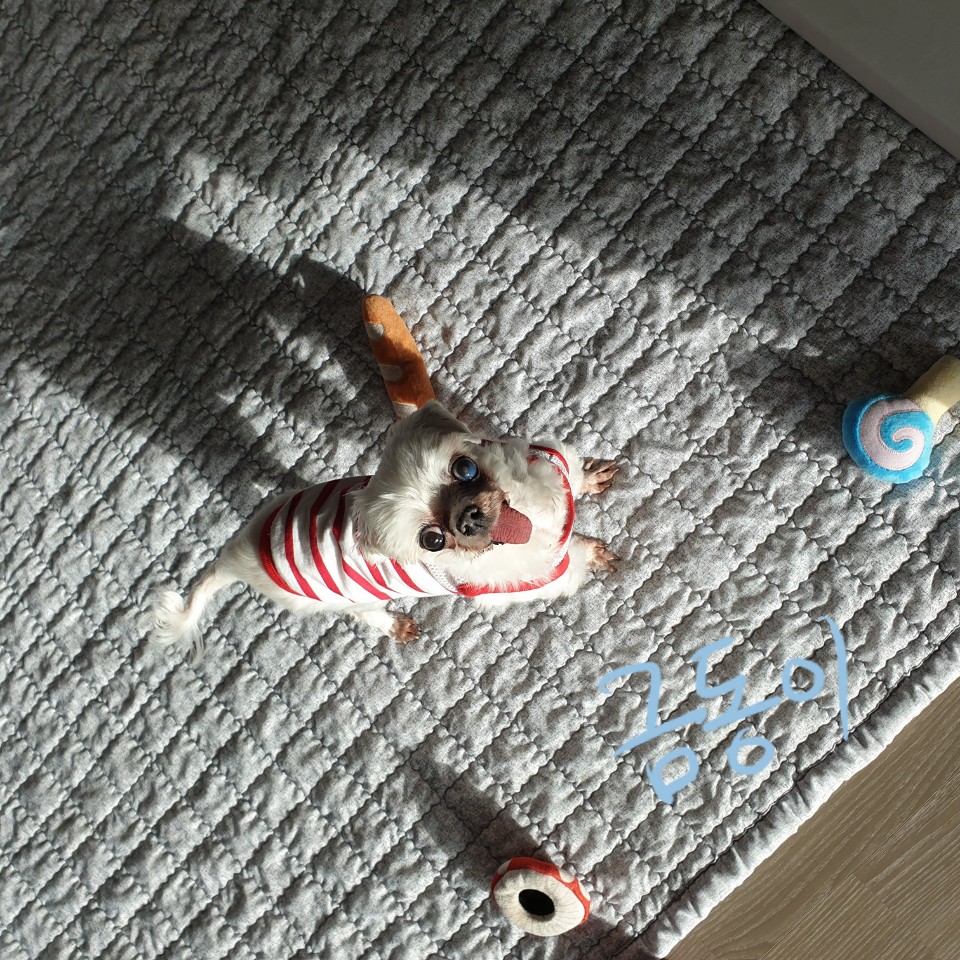 씩씩한 금동이 임시보호 일주차소식(시흥불법번식장 구조견)