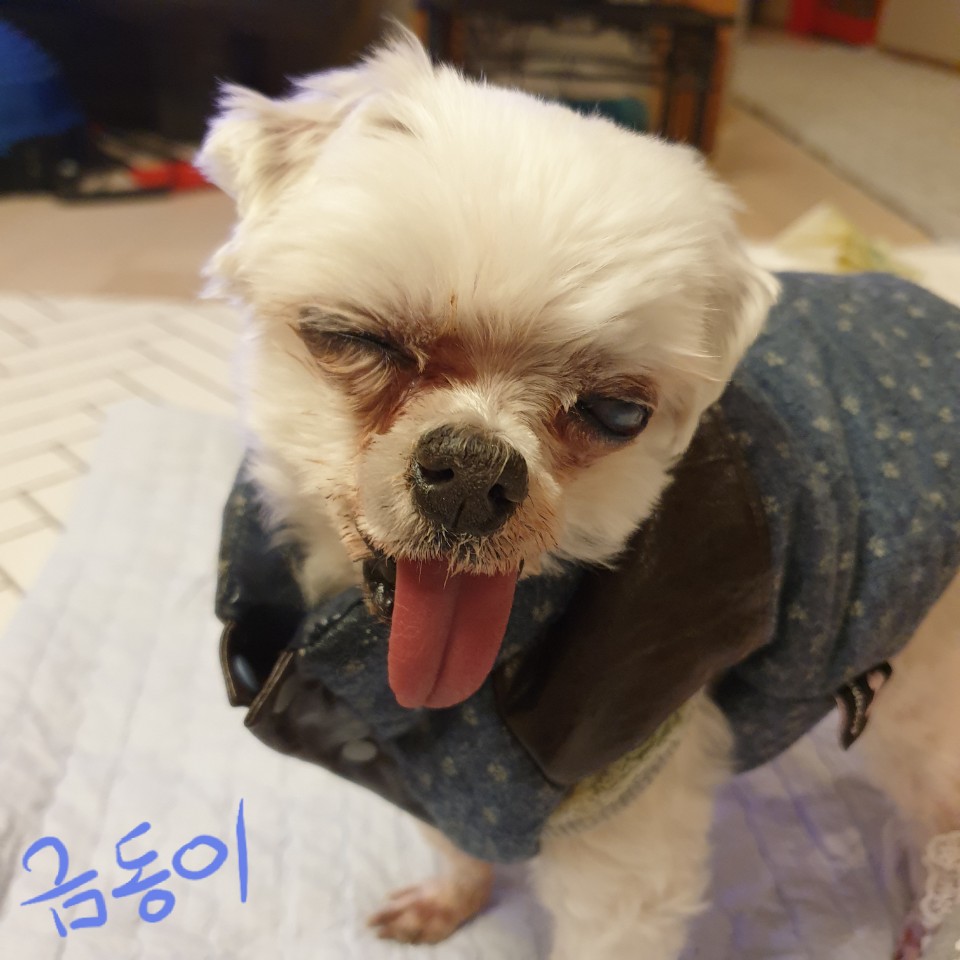 씩씩한 금동이 임시보호 일주차소식(시흥불법번식장 구조견)