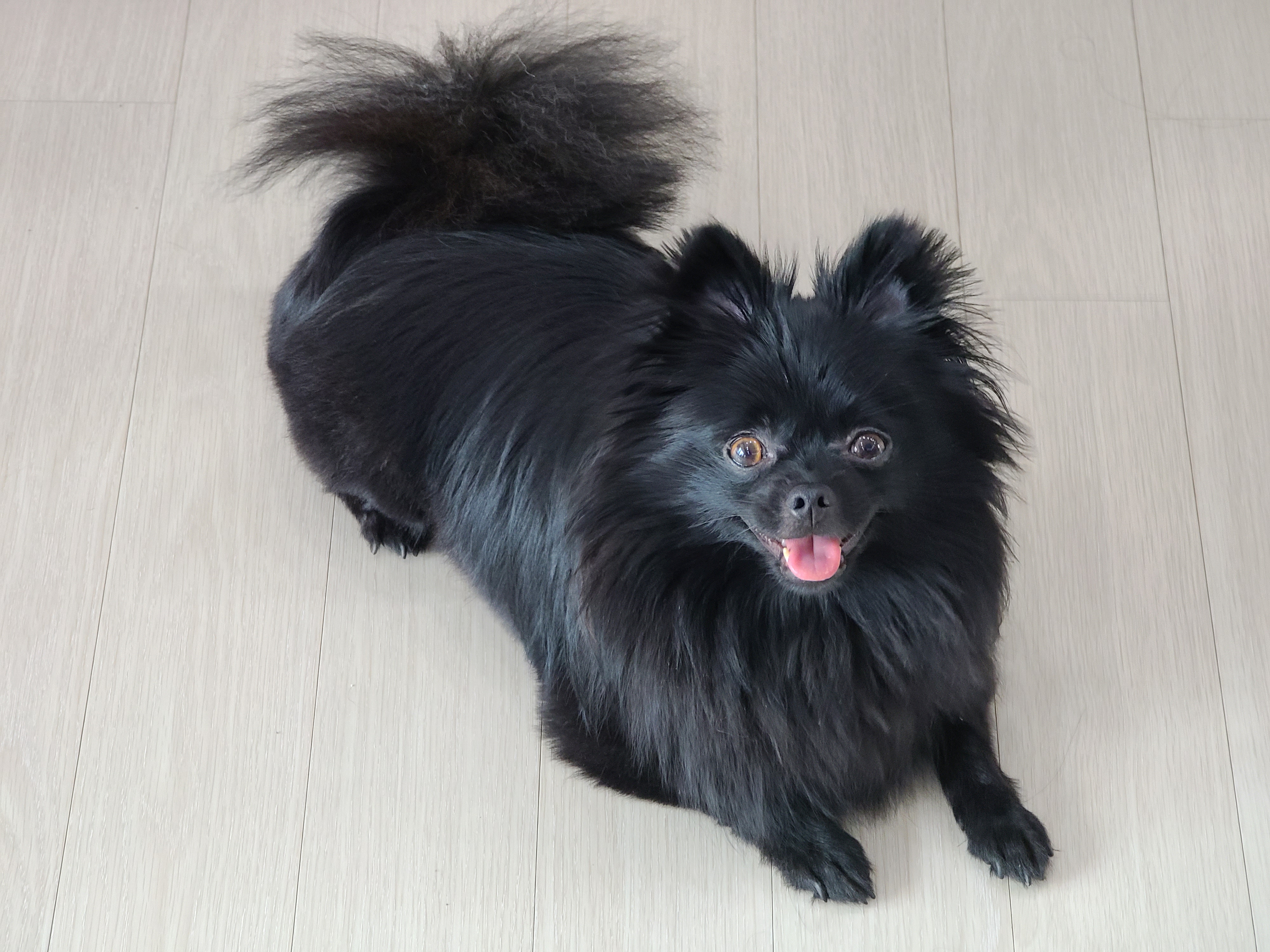 충북 보은 번식장에서 2018.9.7.입양한 미쯔(포5;초코)입니다.