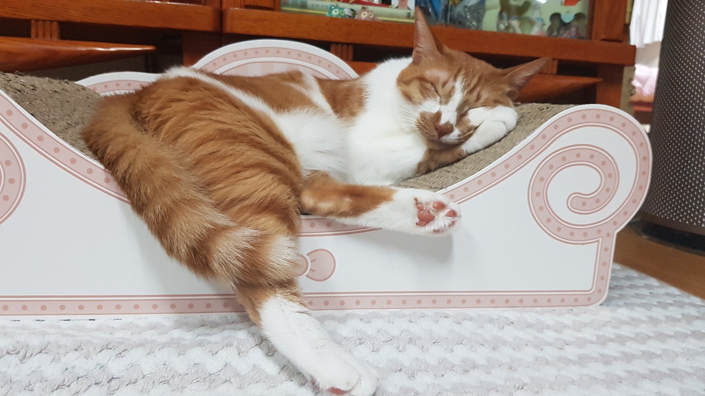 다빈이 입양 3주년