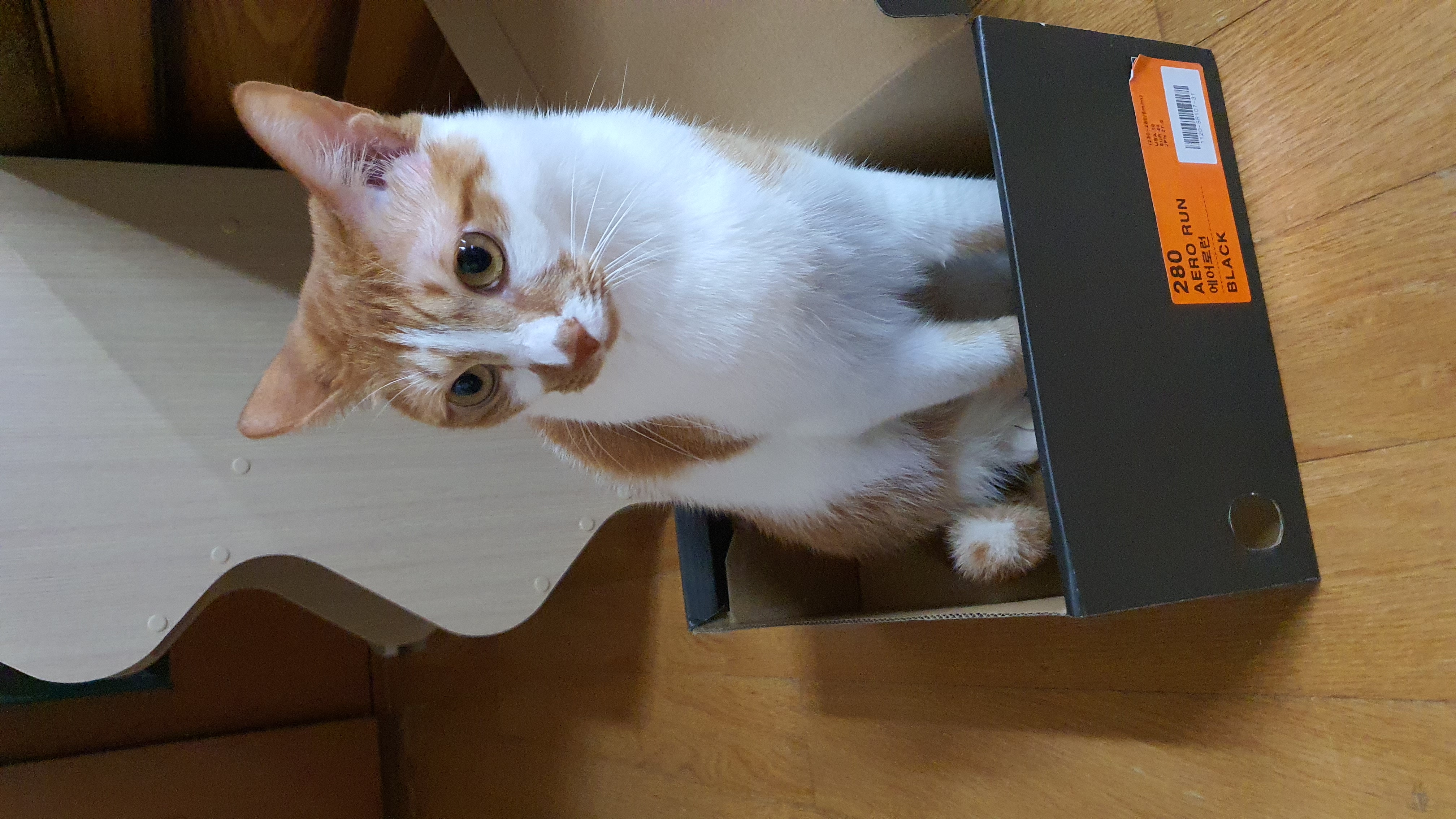 다빈이 입양 3주년