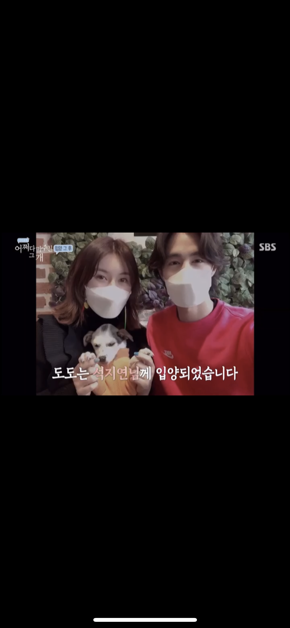 도도(당이) 입양후기