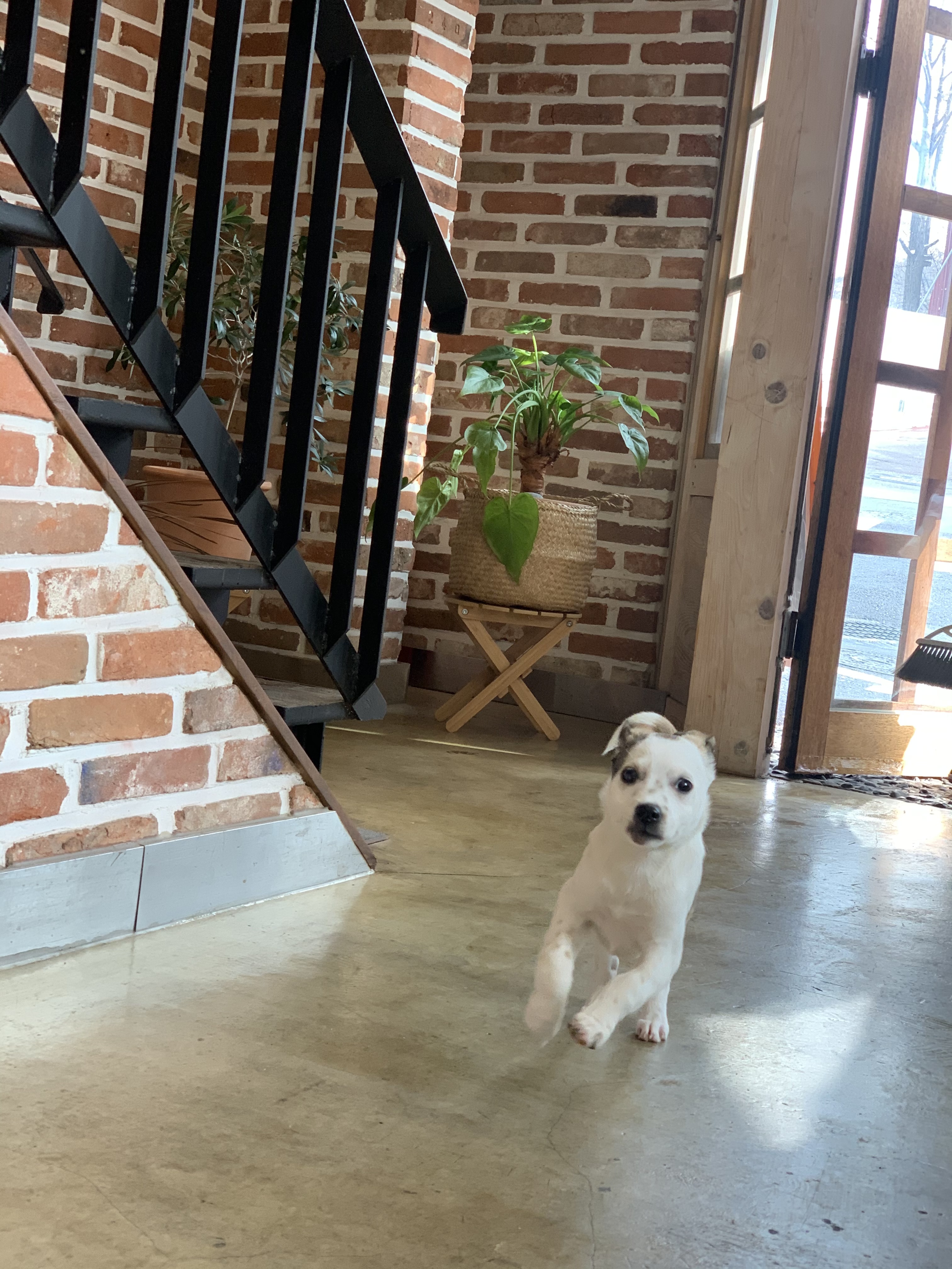 도도(당이) 입양후기