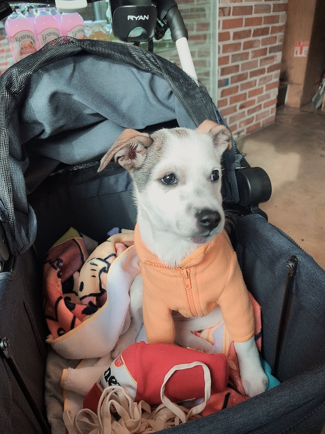 도도(당이) 입양후기