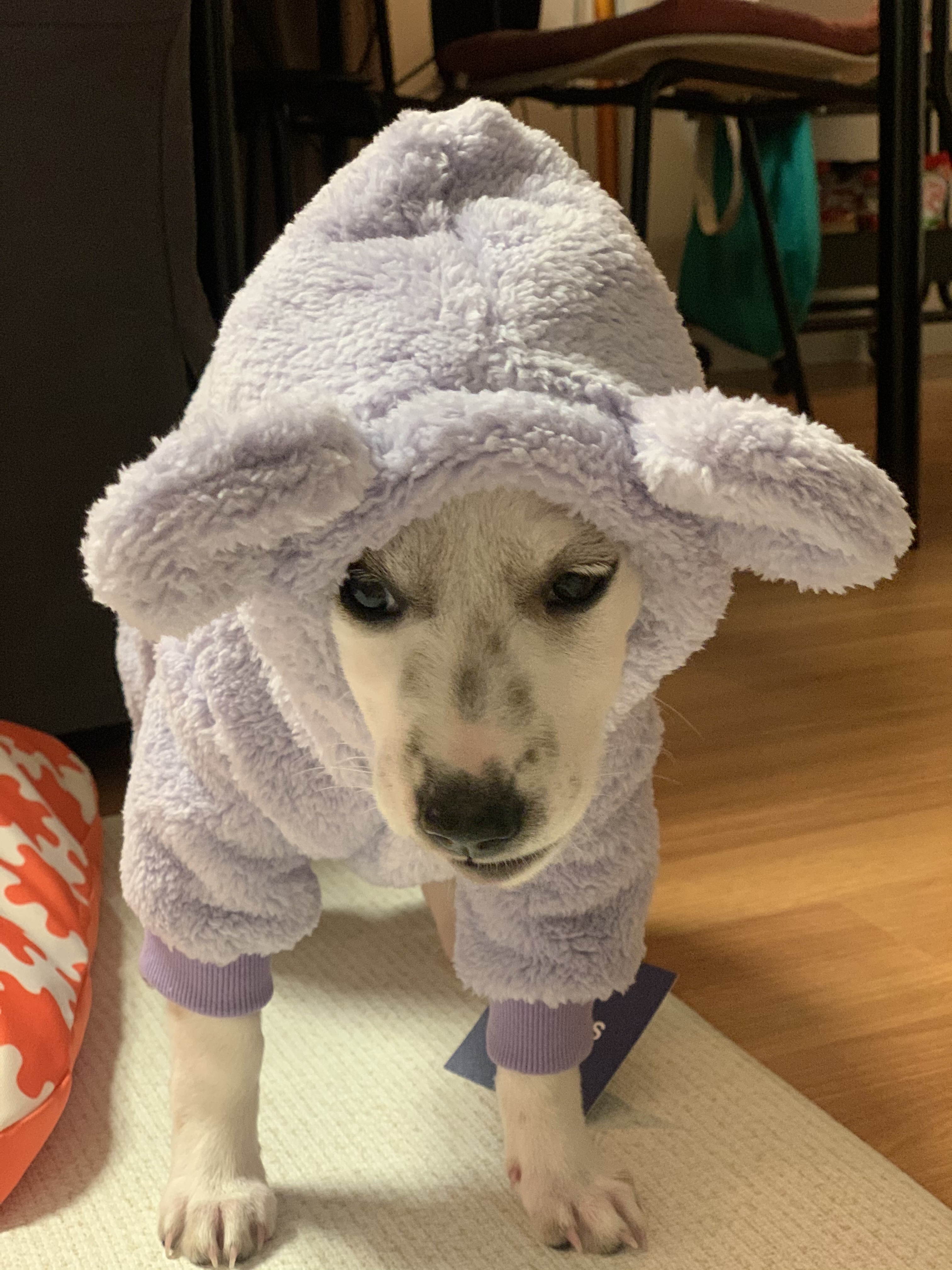 도도(당이) 입양후기