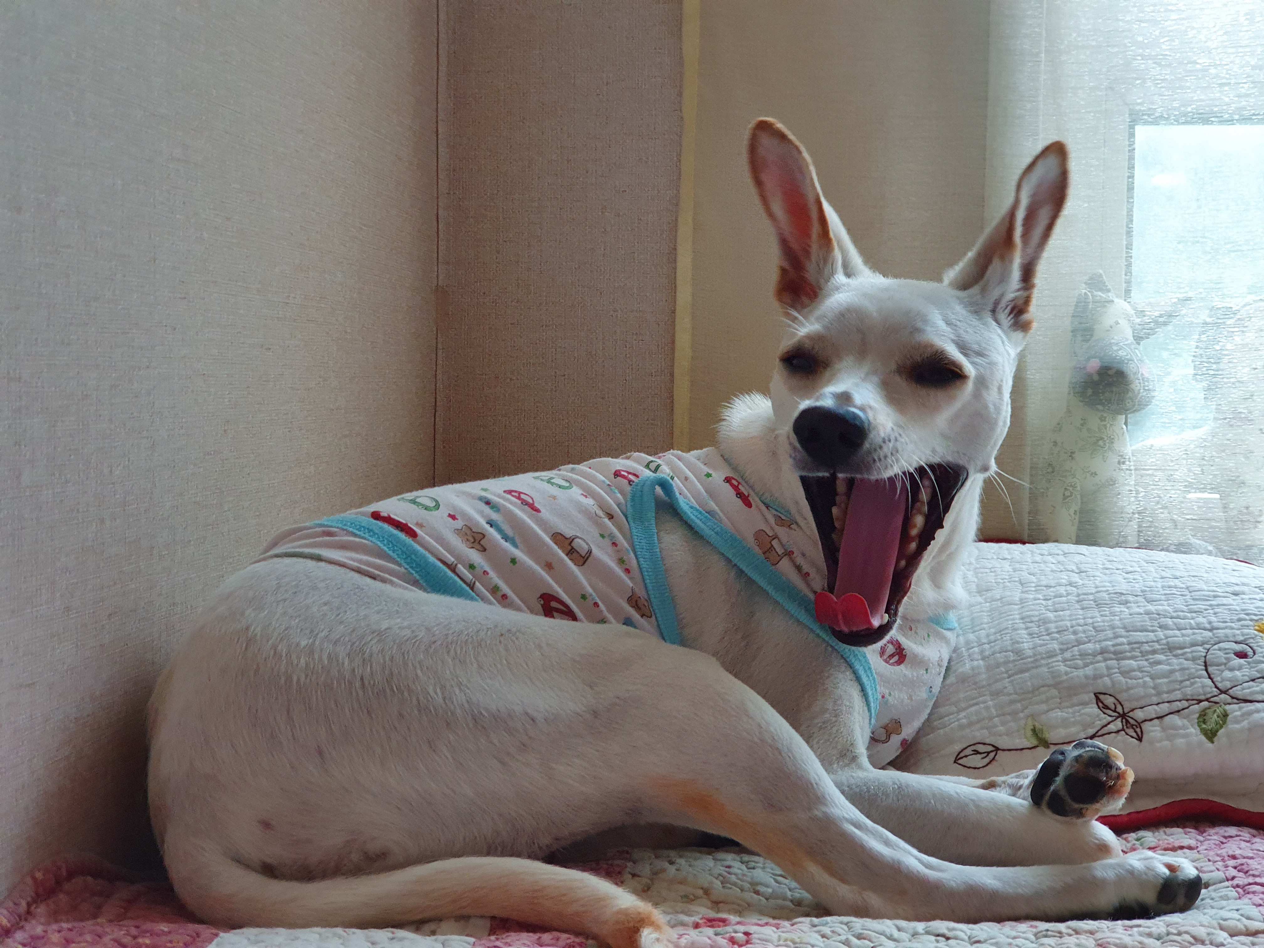 월이가 벌써 5살이 되었어요