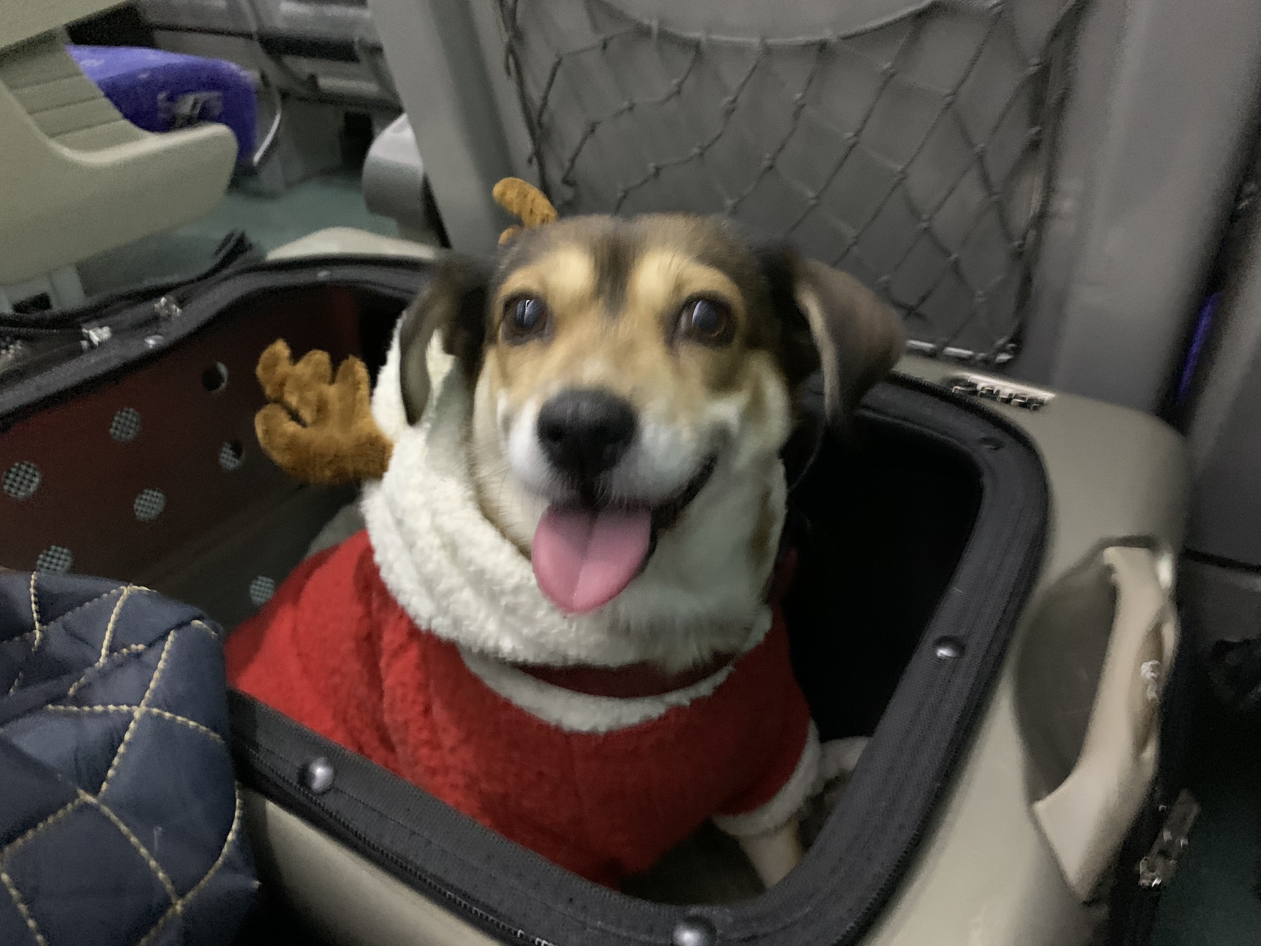 제니 입양 3개월!