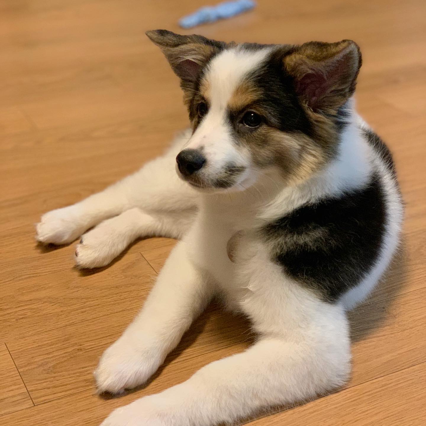 마블이 입양 후 1주일이 지났네요