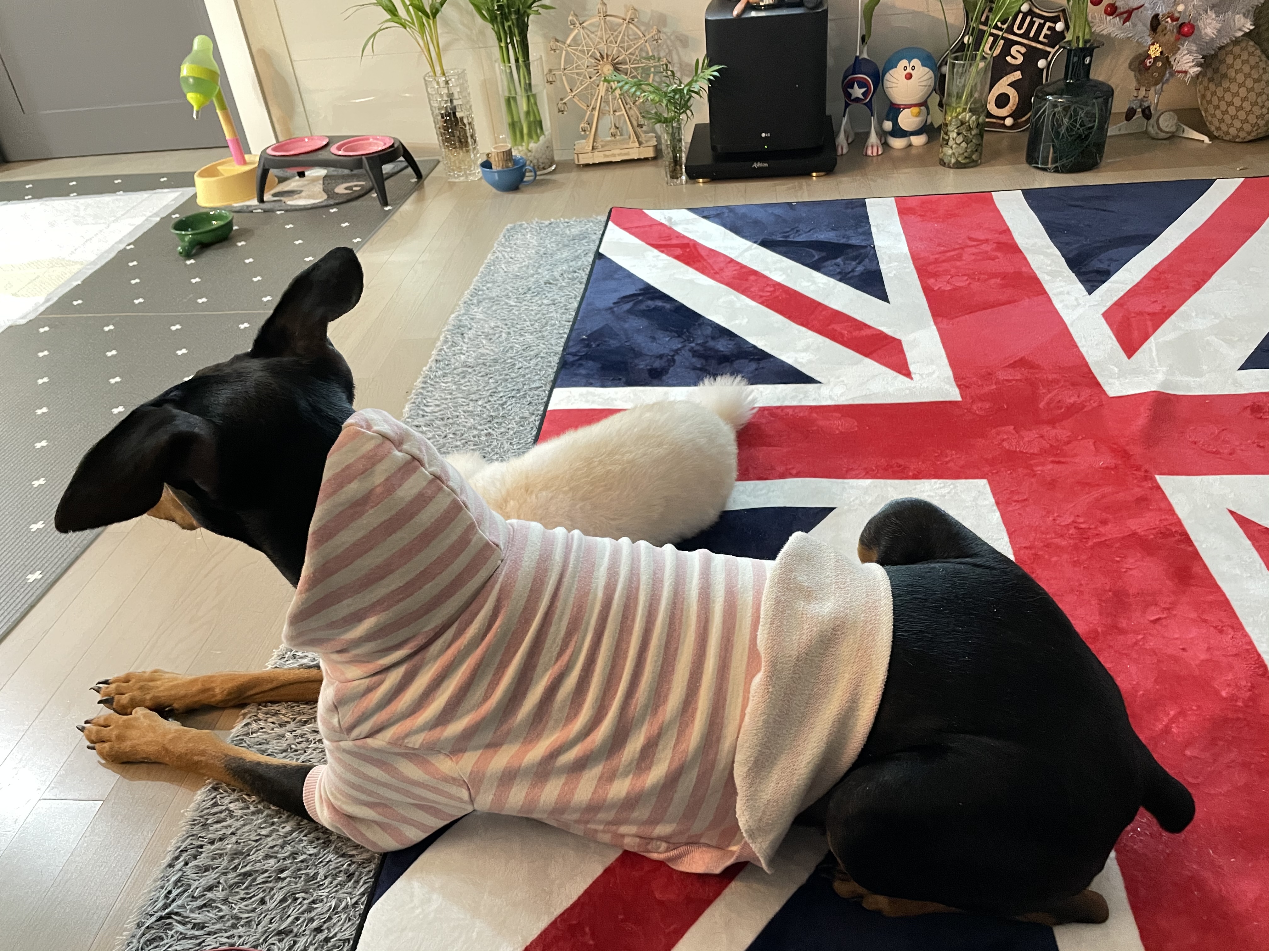 캐리이야기-도베르만-