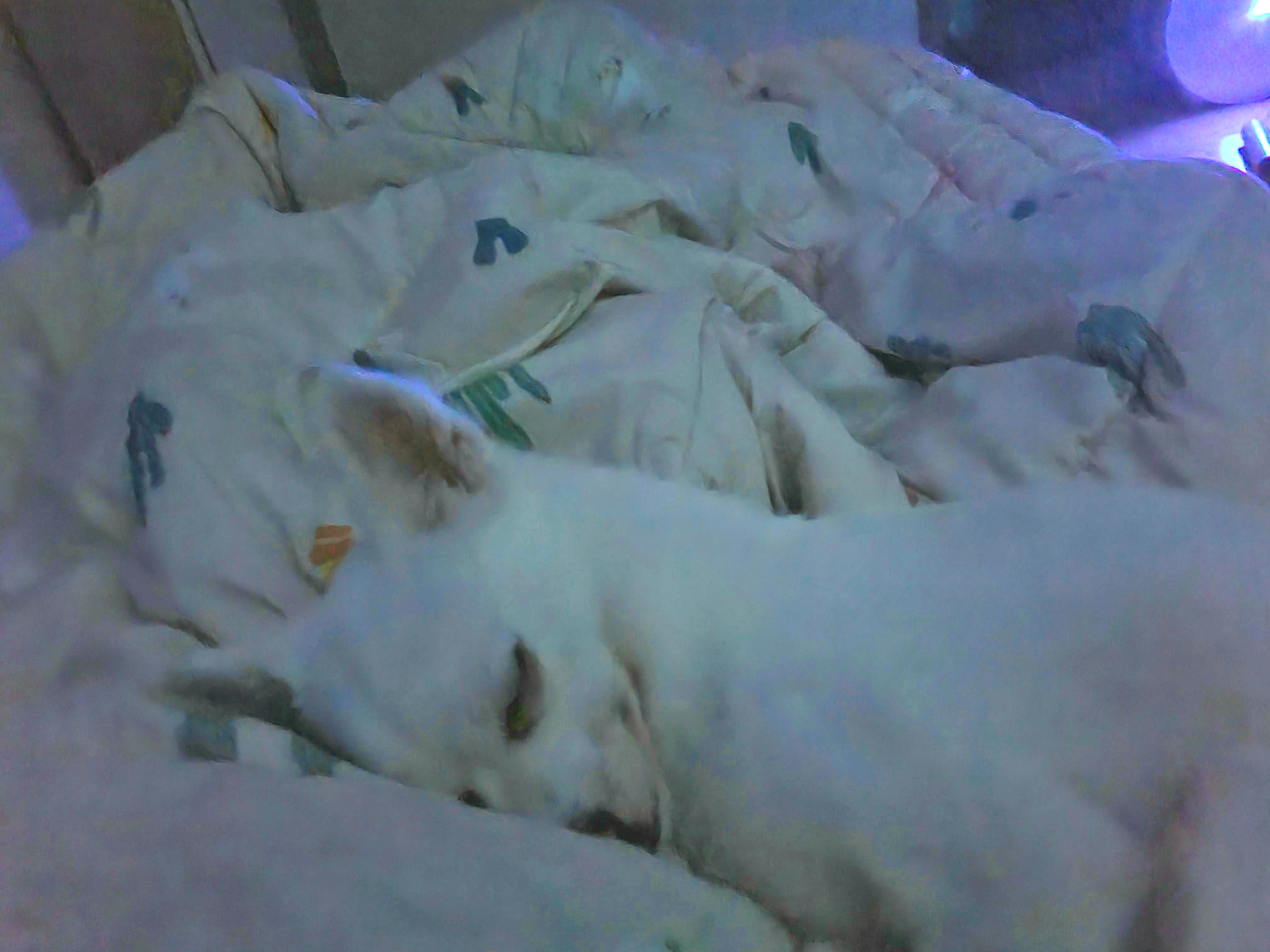 망고(오늘이) 300일 되었어요ㅎㅎ!!