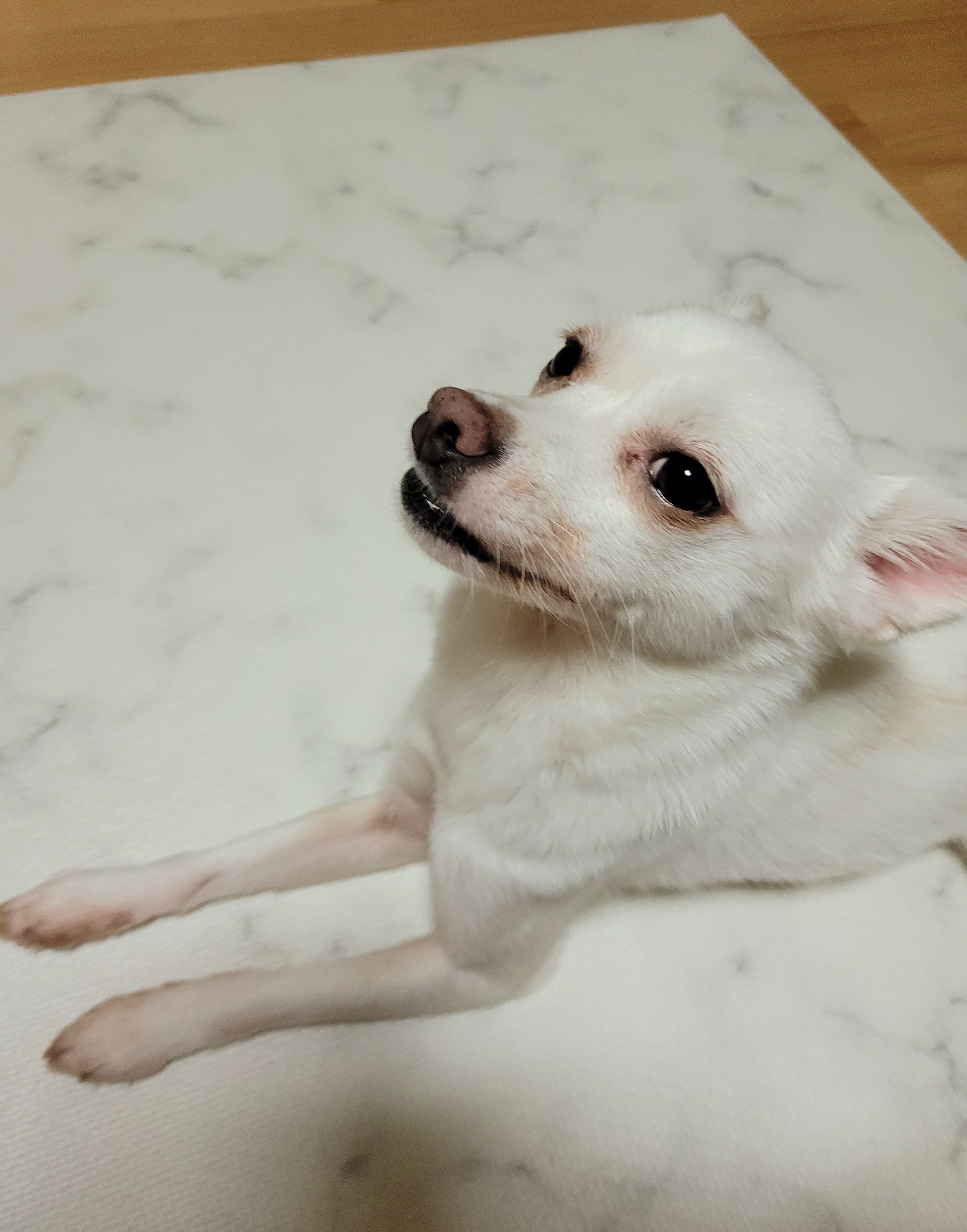 망고(오늘이) 300일 되었어요ㅎㅎ!!