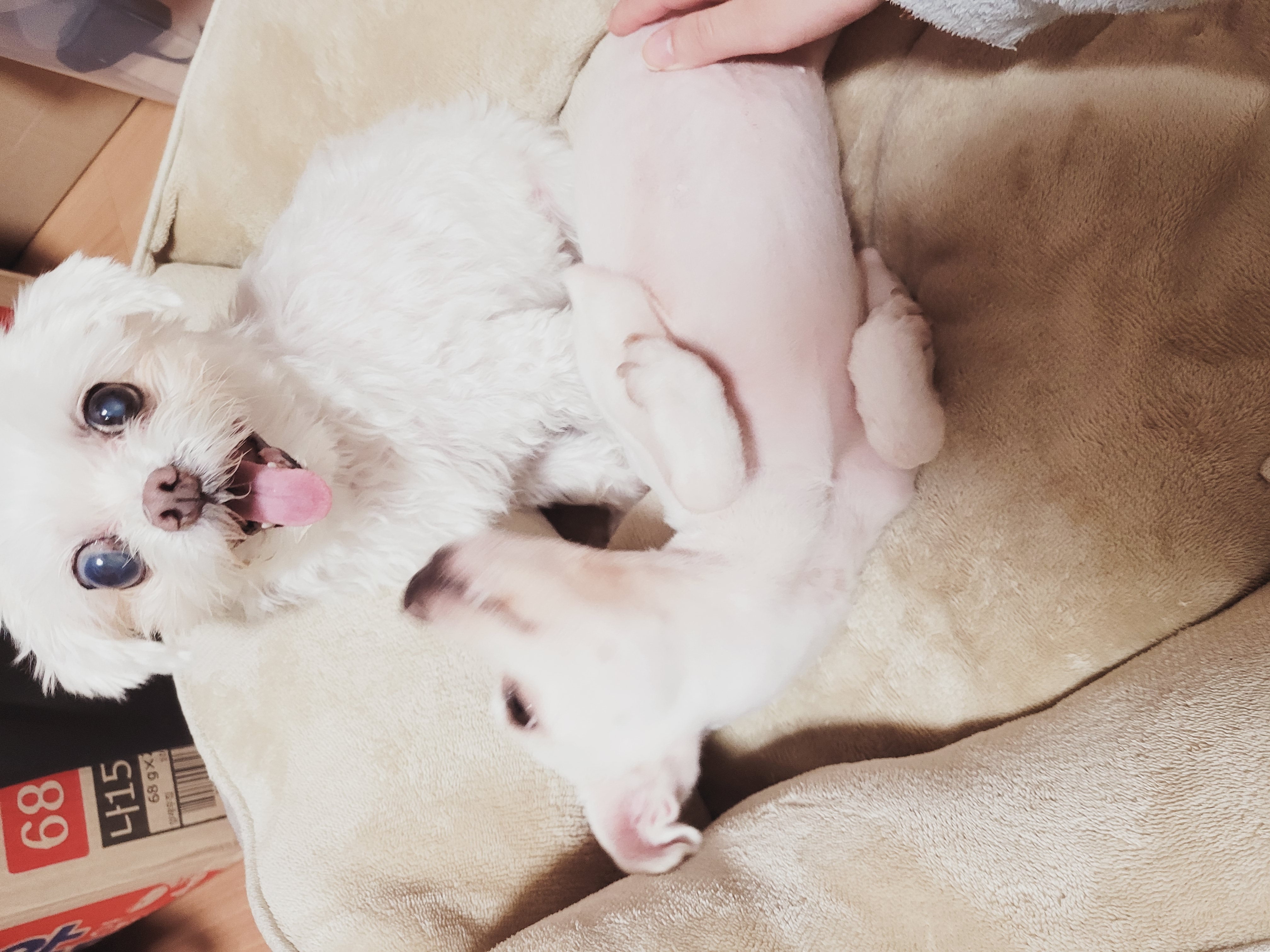 망고(오늘이) 300일 되었어요ㅎㅎ!!