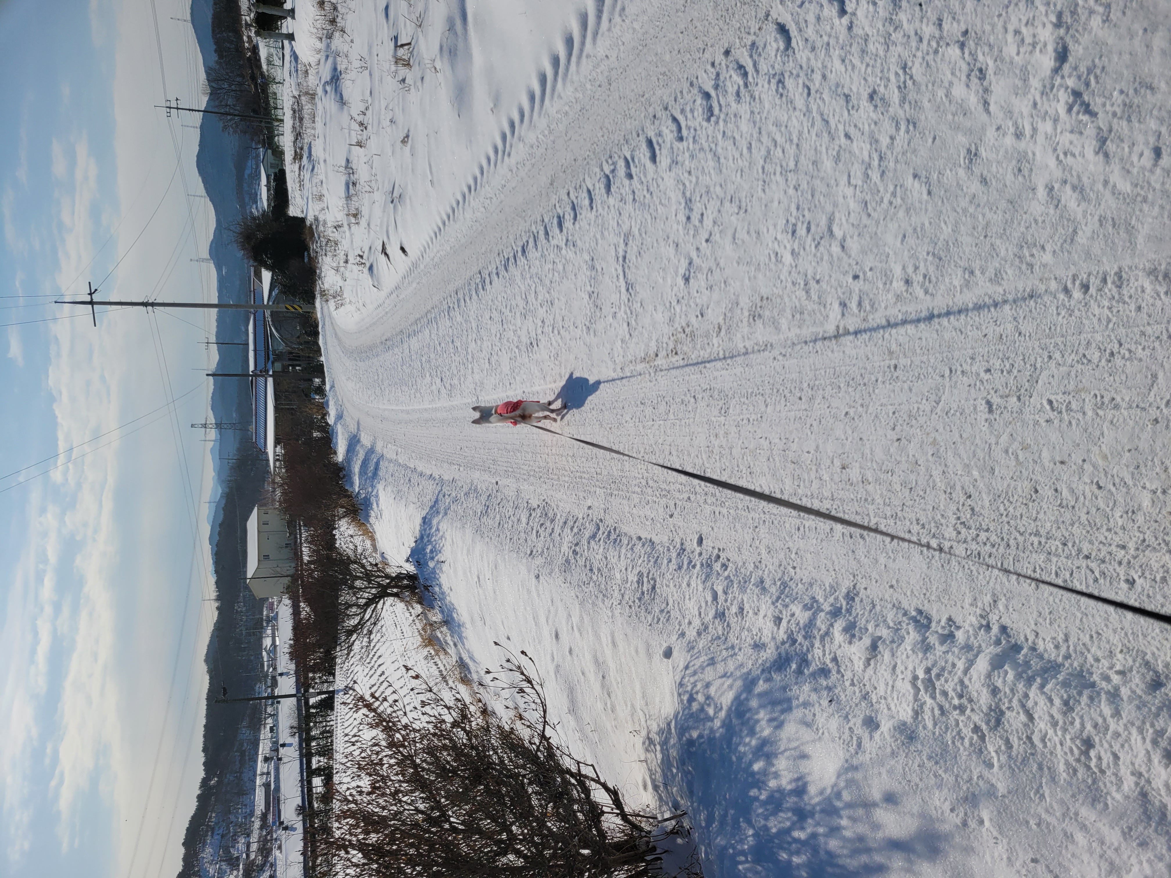 망고(오늘이) 300일 되었어요ㅎㅎ!!