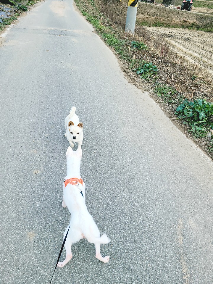 망고(오늘이) 300일 되었어요ㅎㅎ!!