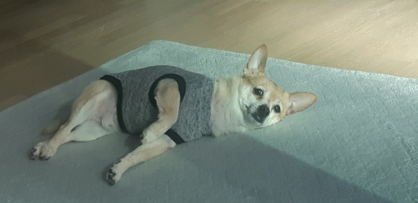 울이(구 희망) 7년 차 입양 후기