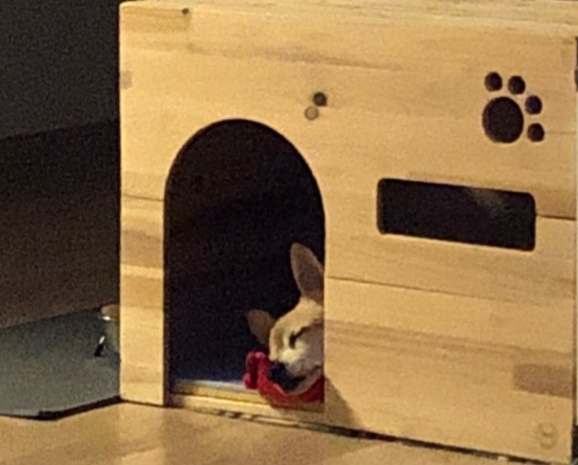 울이(구 희망) 7년 차 입양 후기