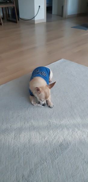 울이(구 희망) 7년 차 입양 후기